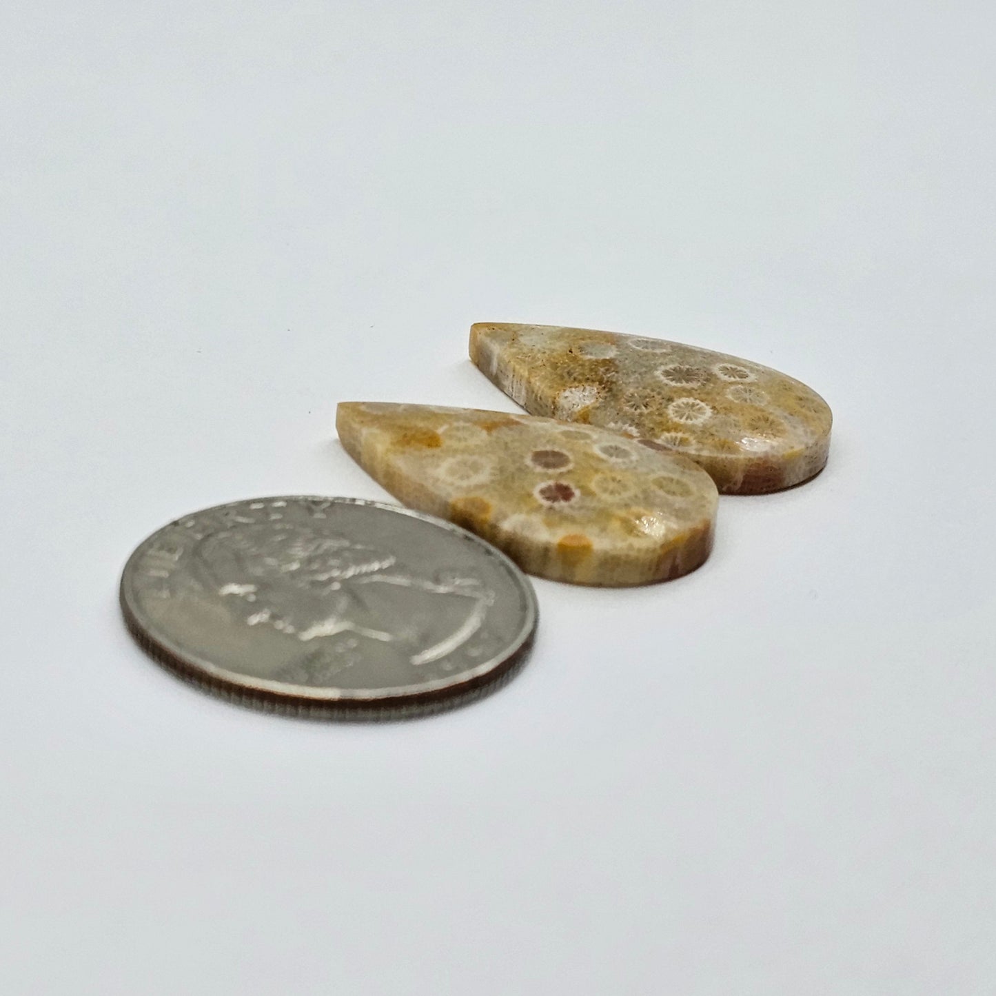 Fossilized Coral agate pair