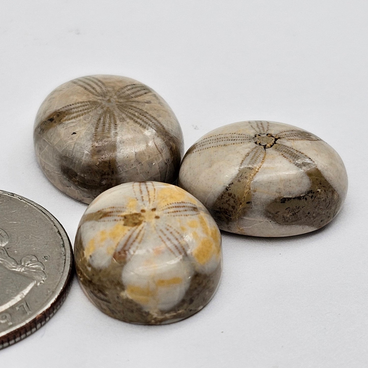 Sand dollar fossil lot