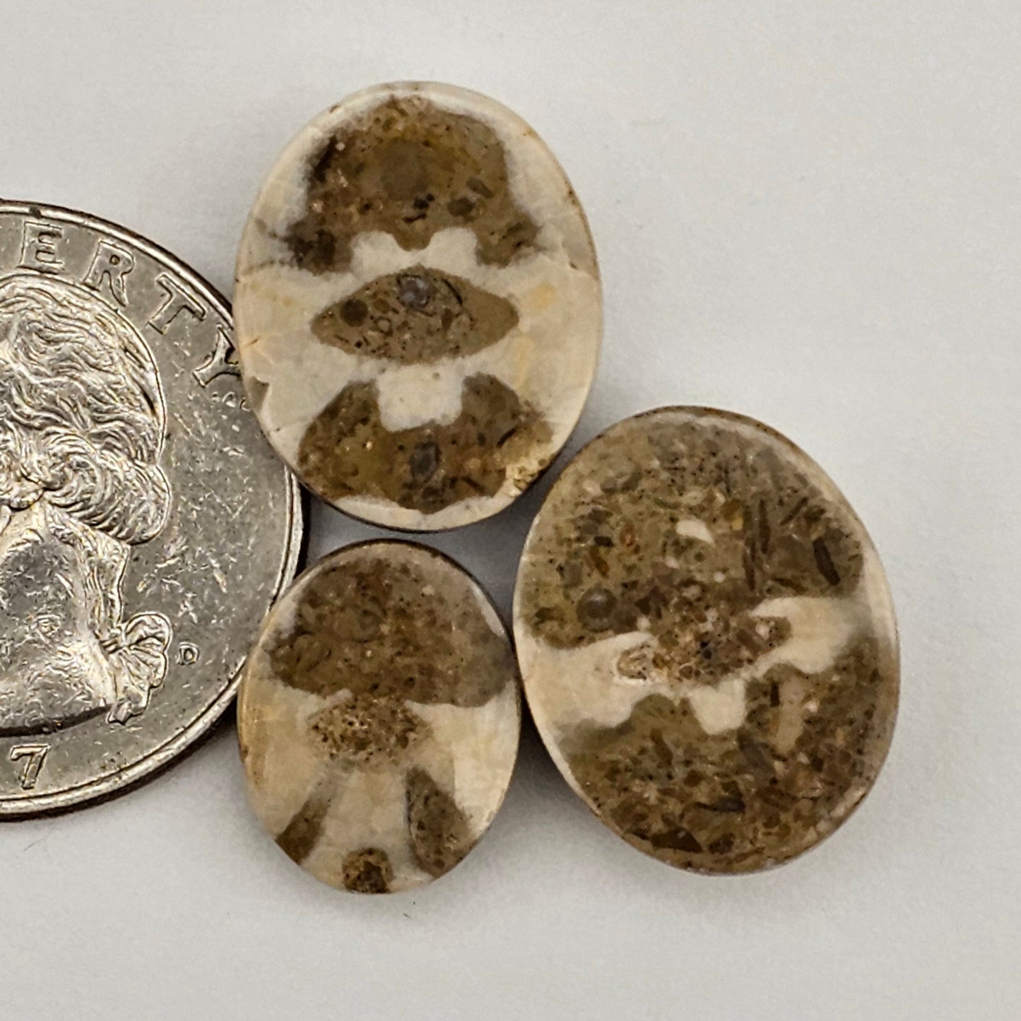 Sand dollar fossil lot