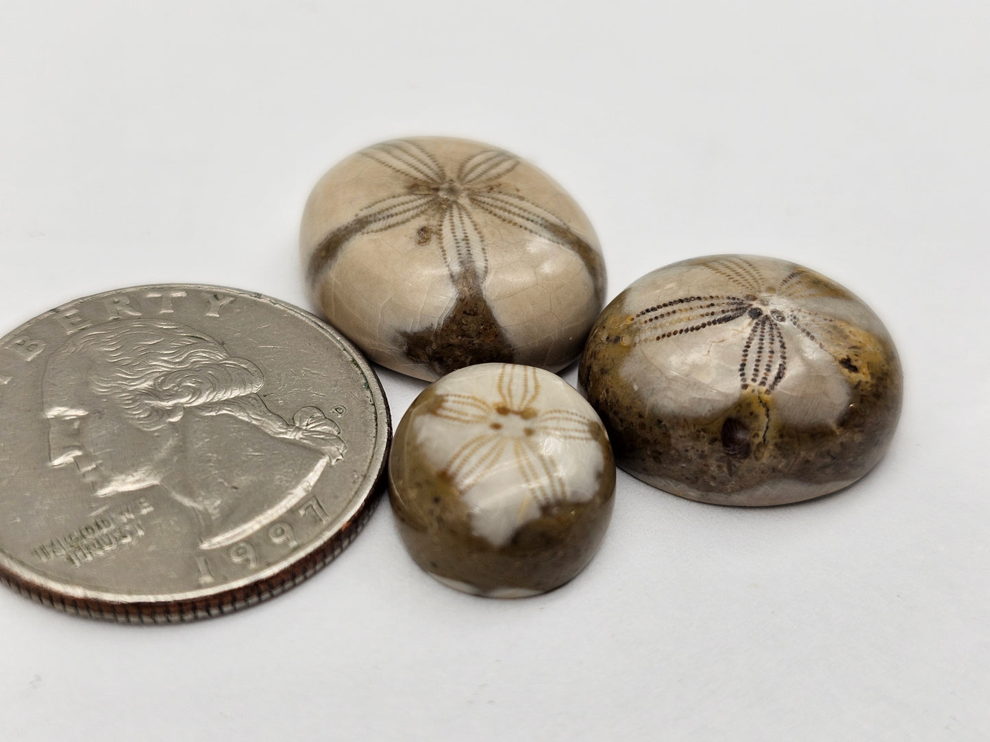 Sand dollar fossil lot