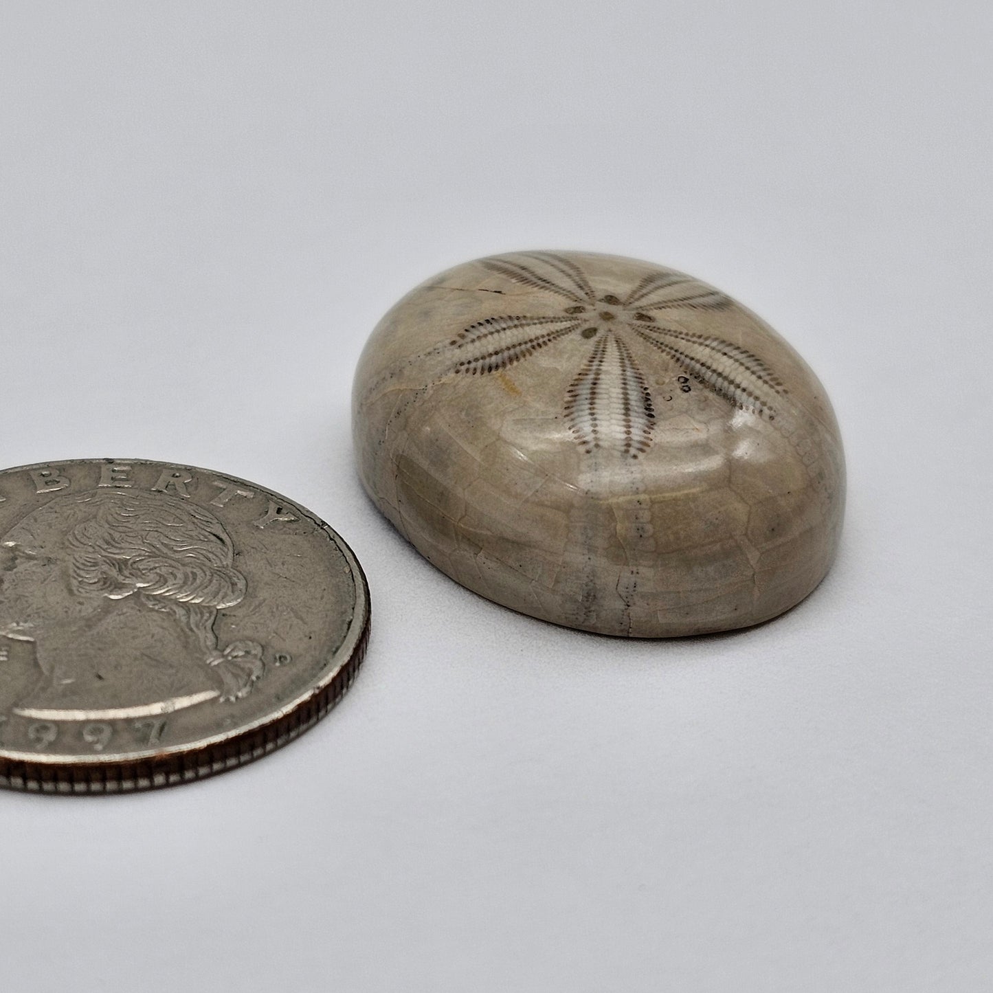 Sand Dollar fossil large