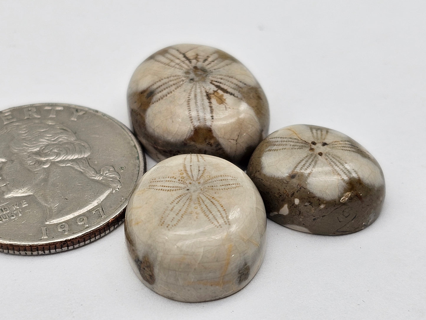 Sand dollar fossil lot