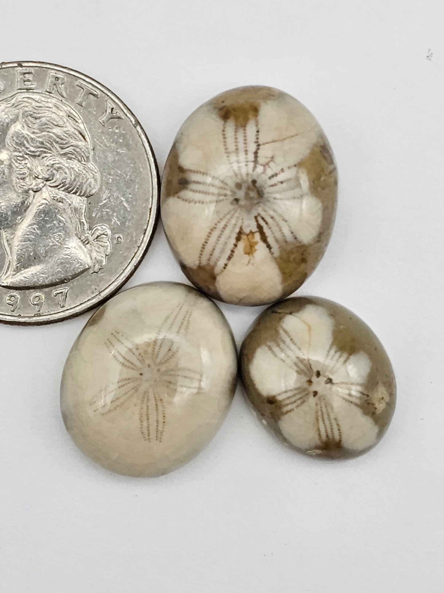 Sand dollar fossil lot