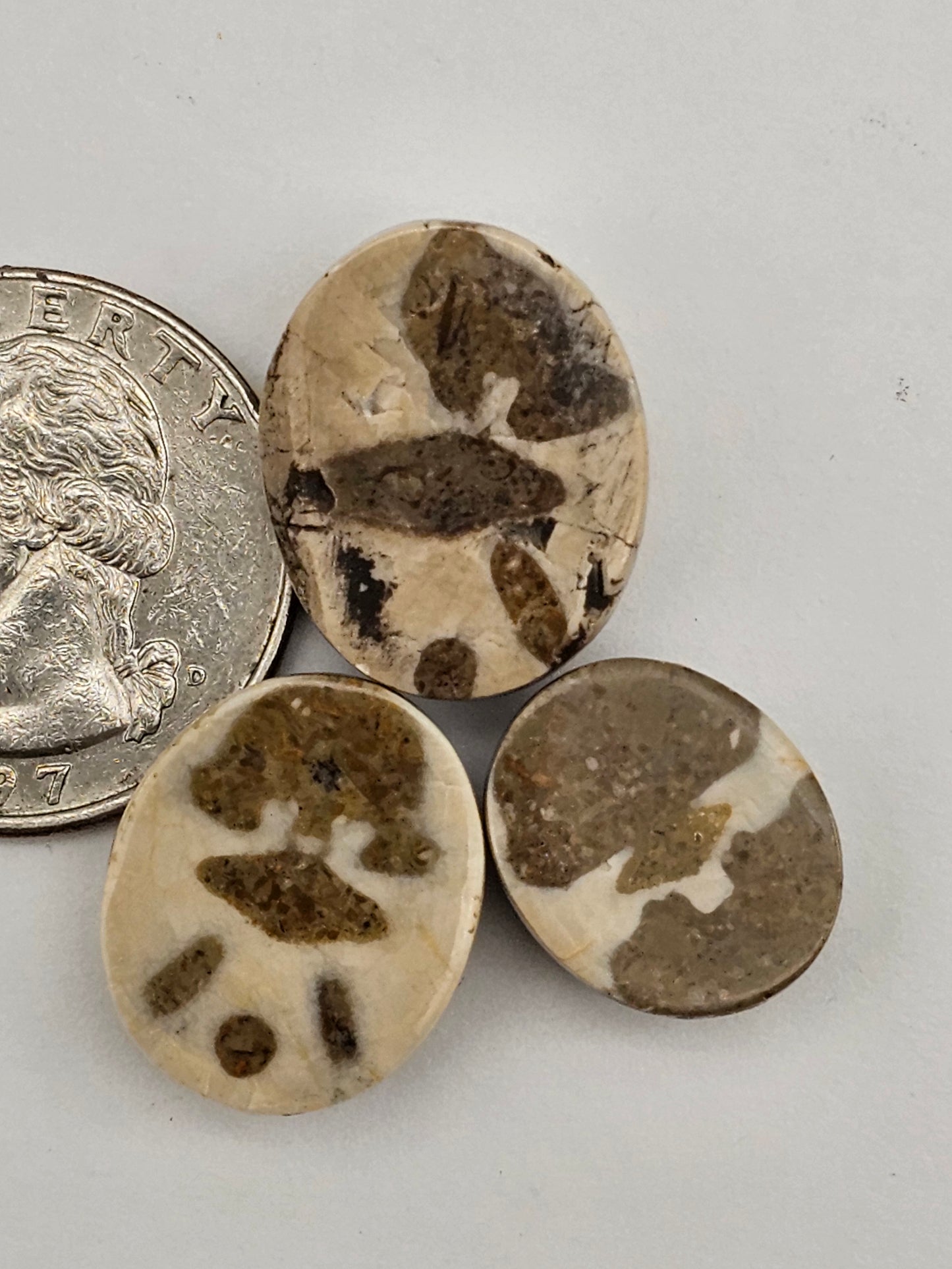 Sand dollar fossil lot