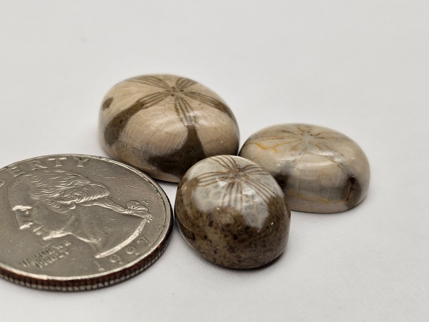 Sand dollar fossil lot