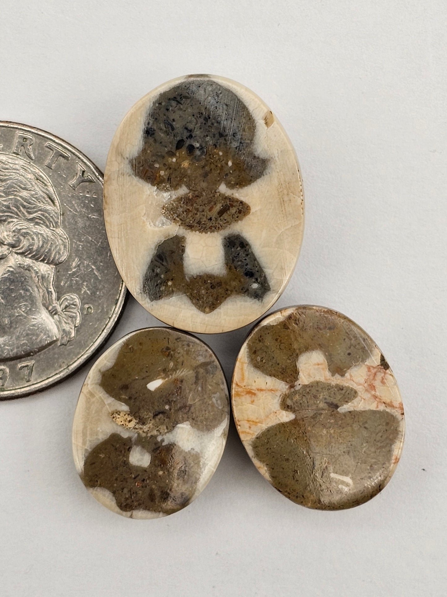 Sand dollar fossil lot