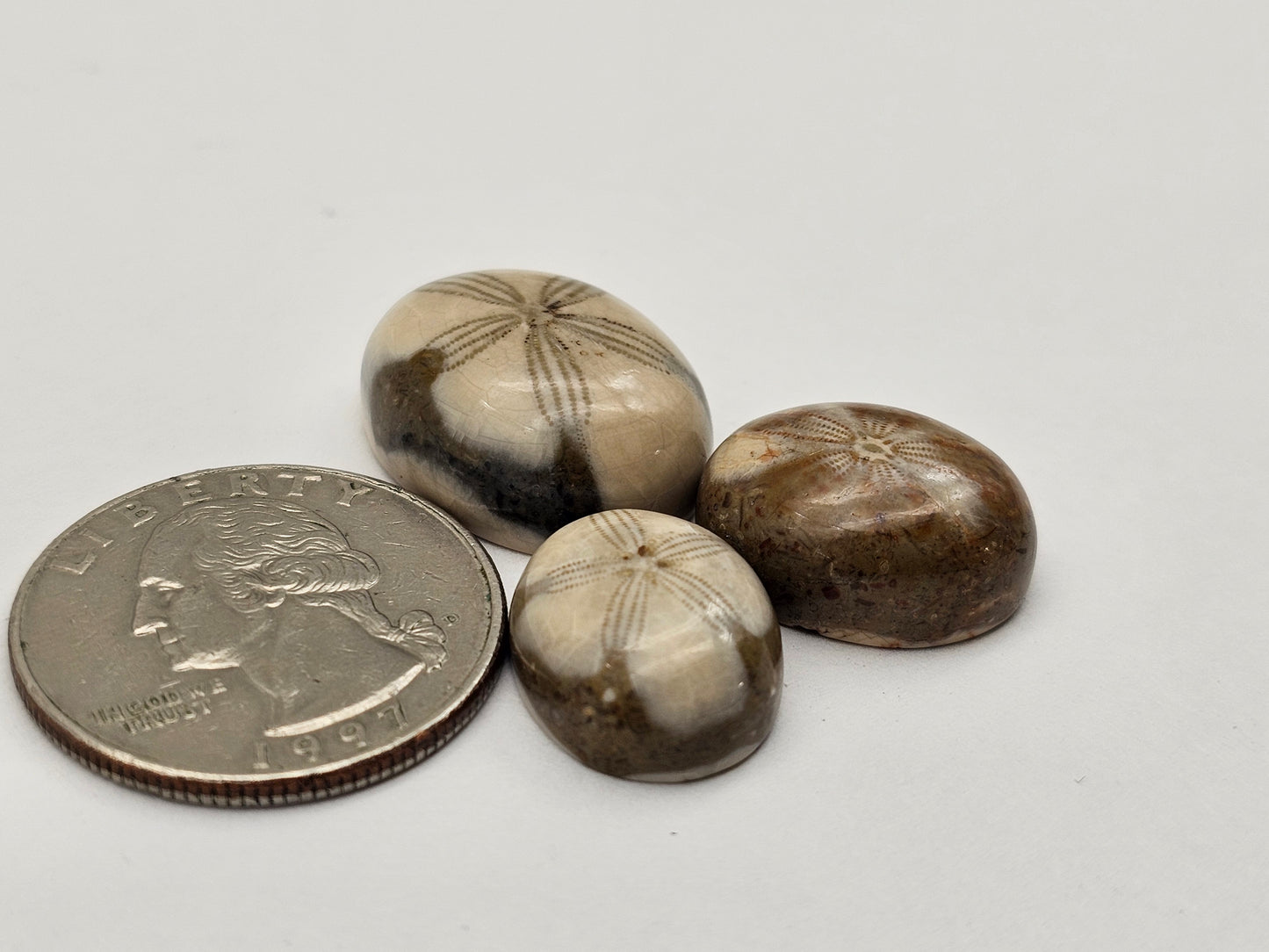 Sand dollar fossil lot