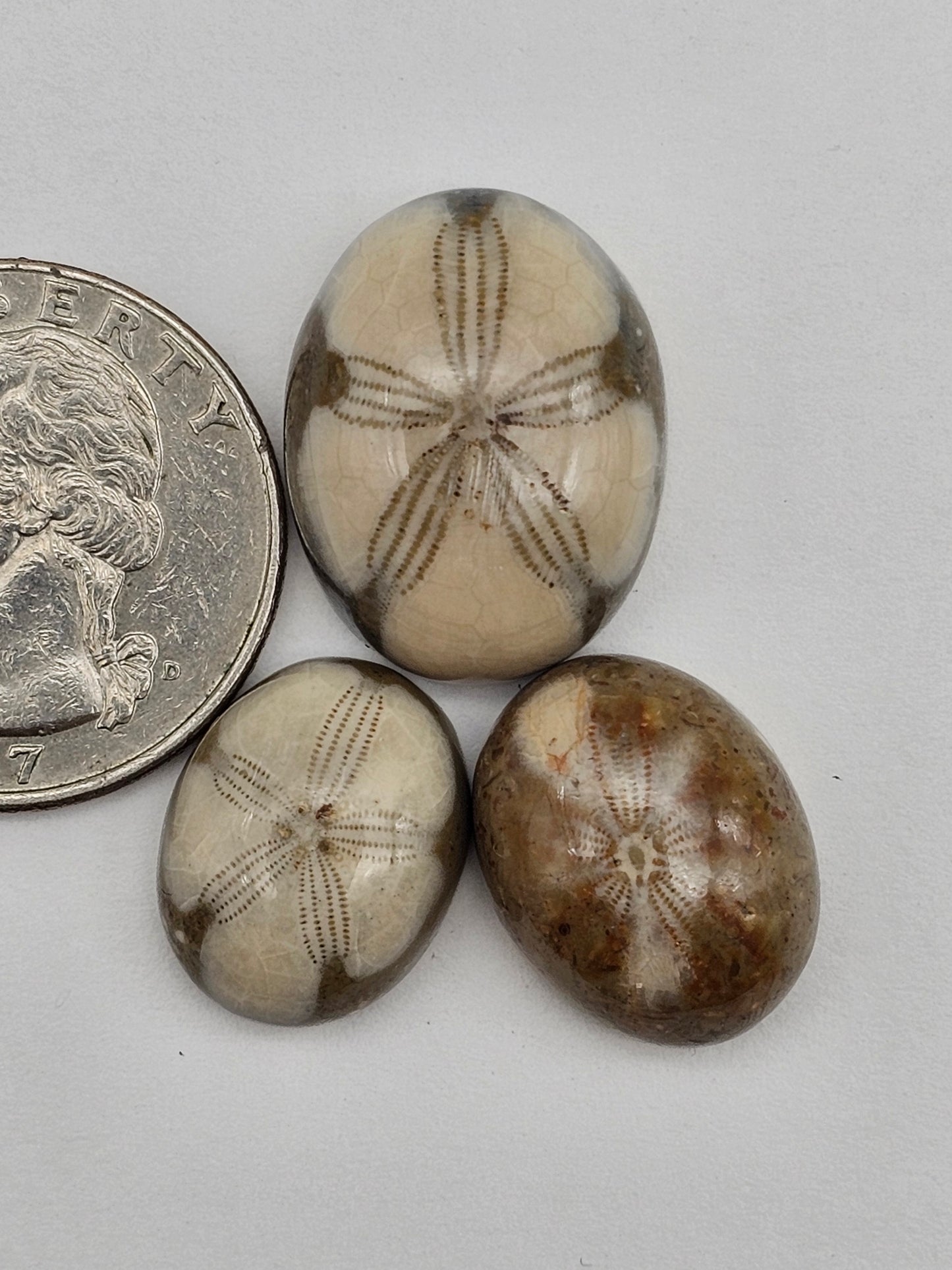 Sand dollar fossil lot