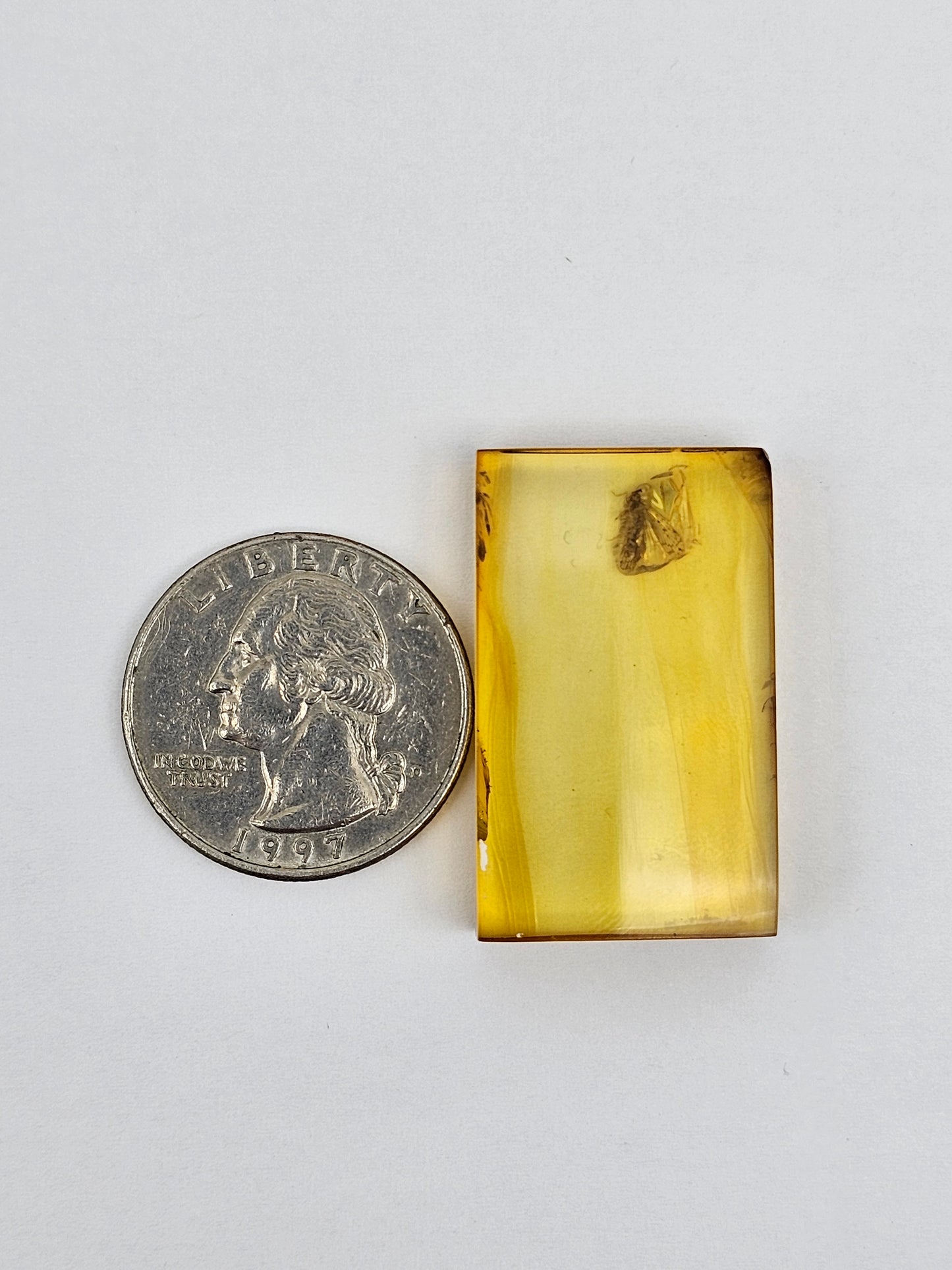Amber Authentic Cabochon with Bug Inclusion