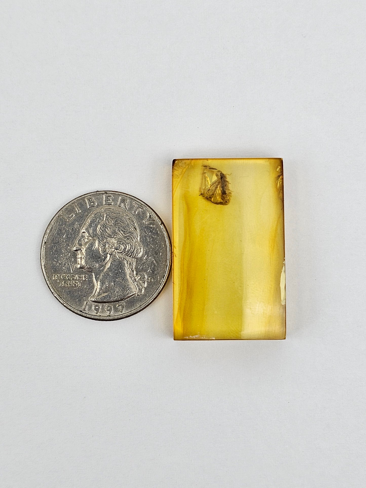 Amber Authentic Cabochon with Bug Inclusion
