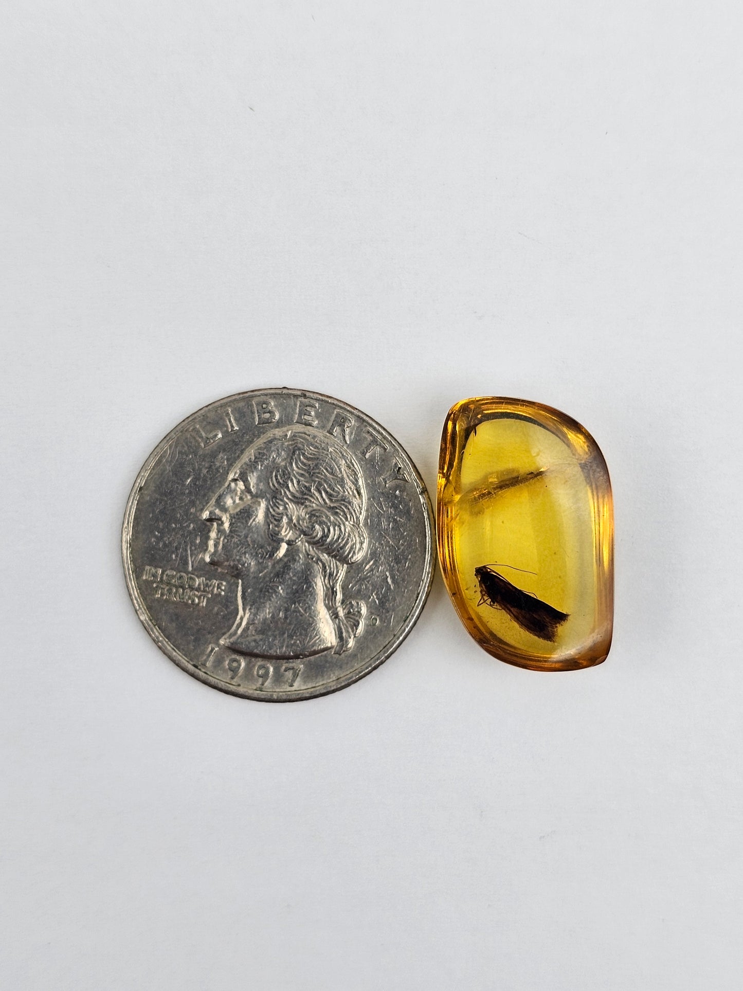 Amber Authentic Cabochon with Bug Inclusion