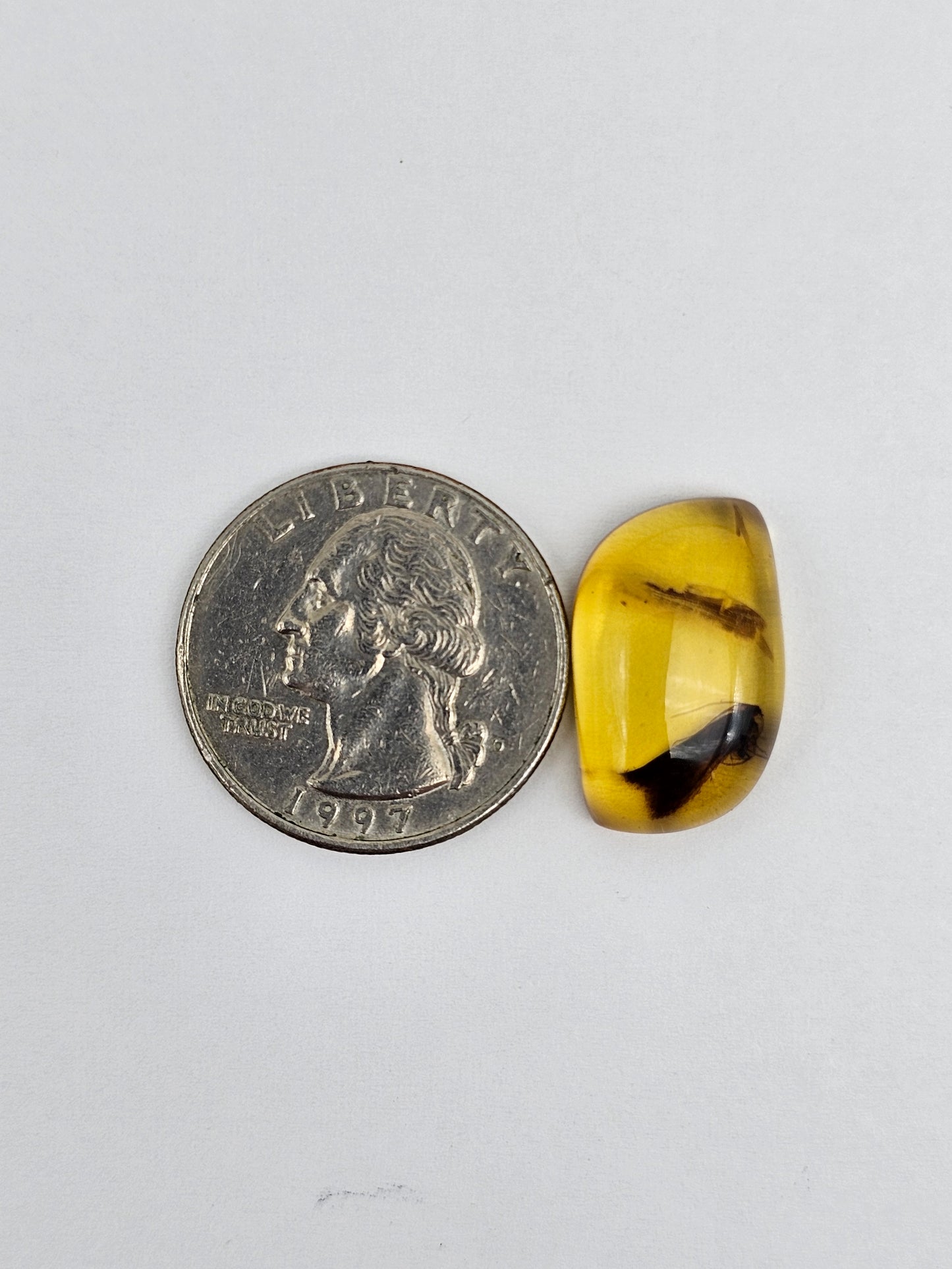 Amber Authentic Cabochon with Bug Inclusion