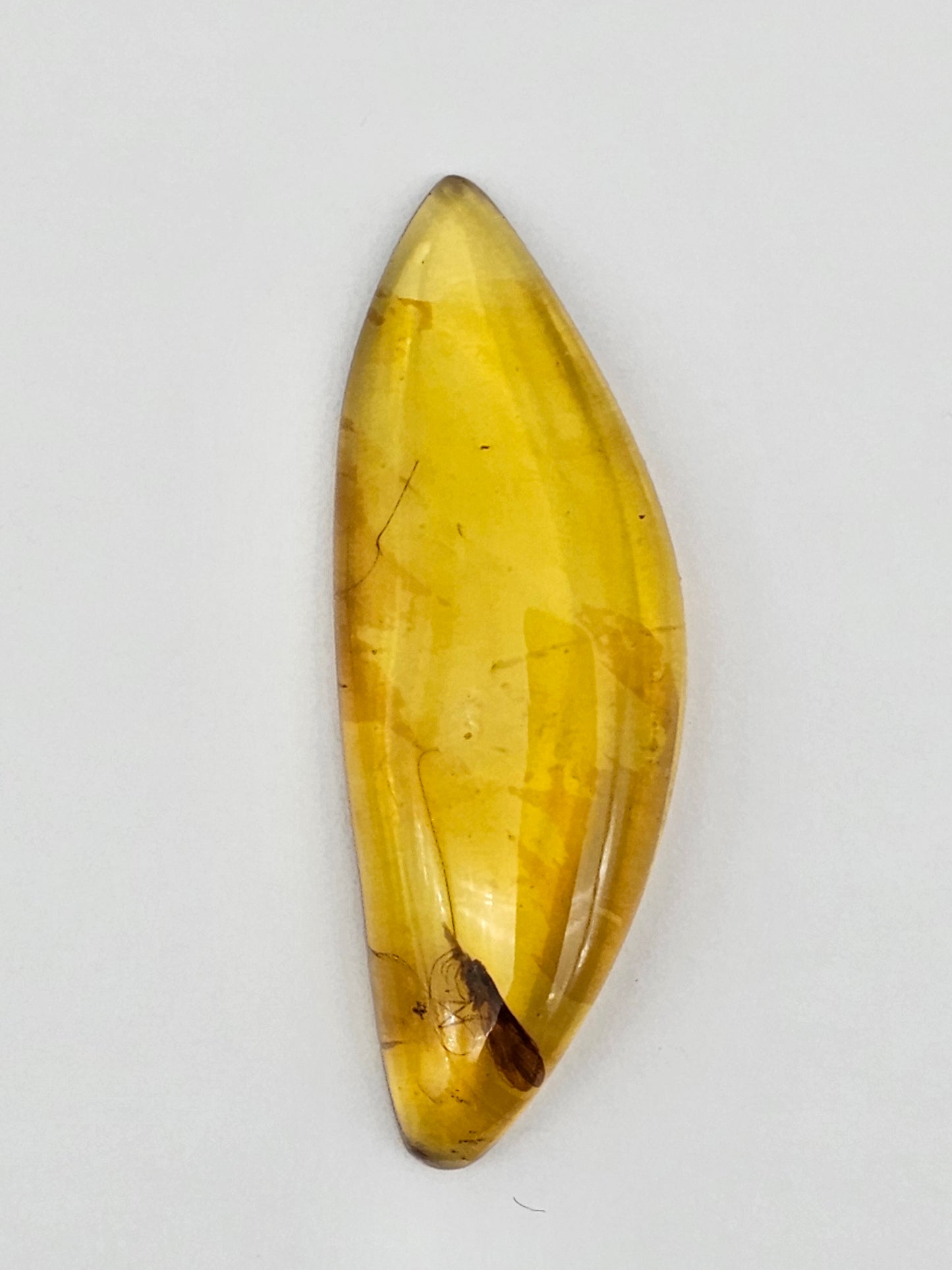 Amber Authentic Cabochon with Bug Inclusion