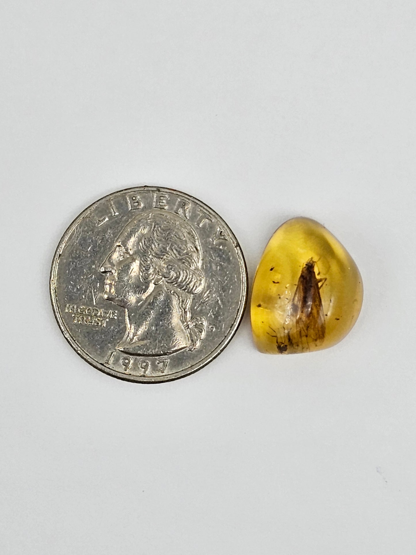 Amber Authentic Cabochon with Bug Inclusion