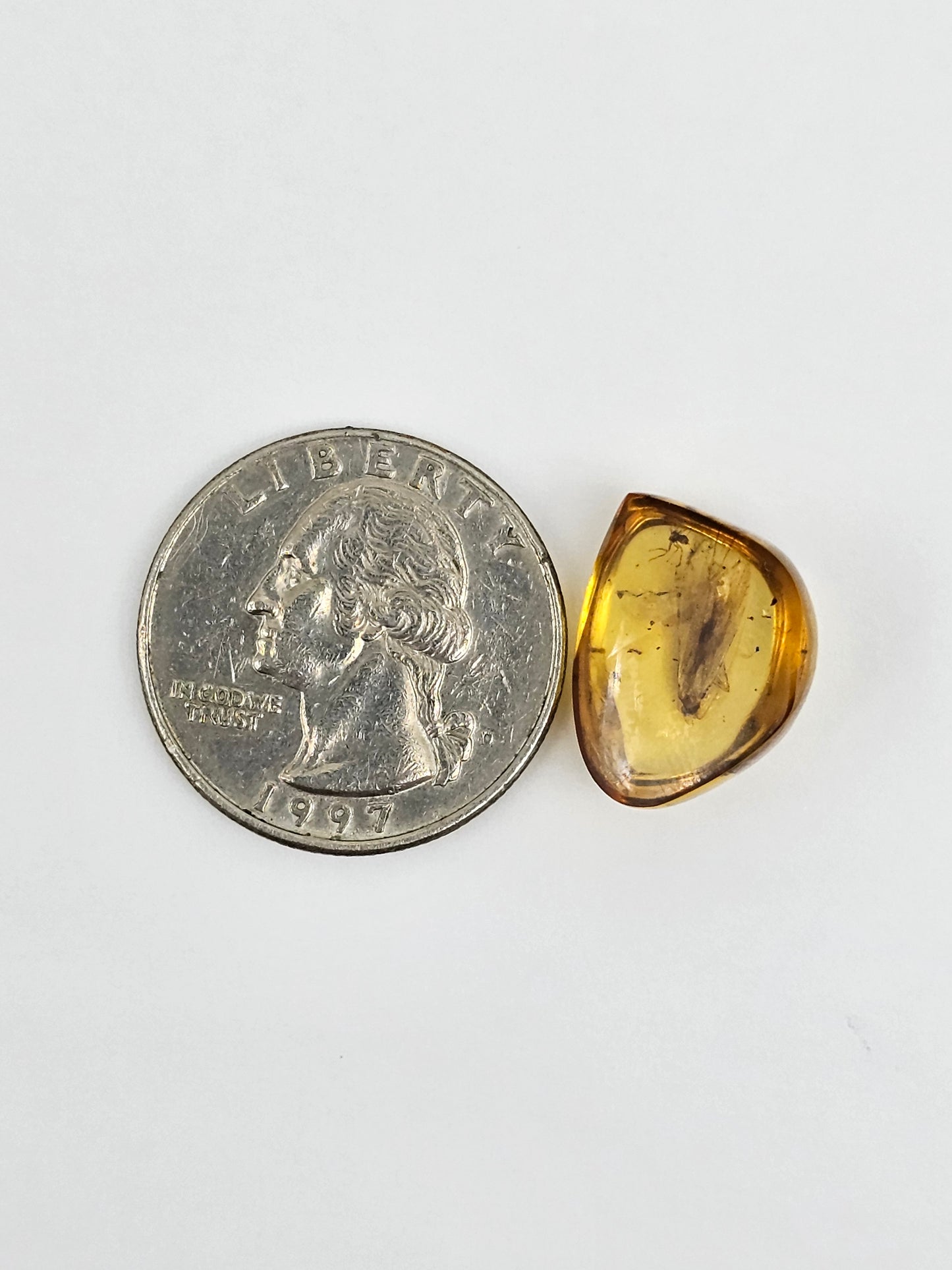 Amber Authentic Cabochon with Bug Inclusion