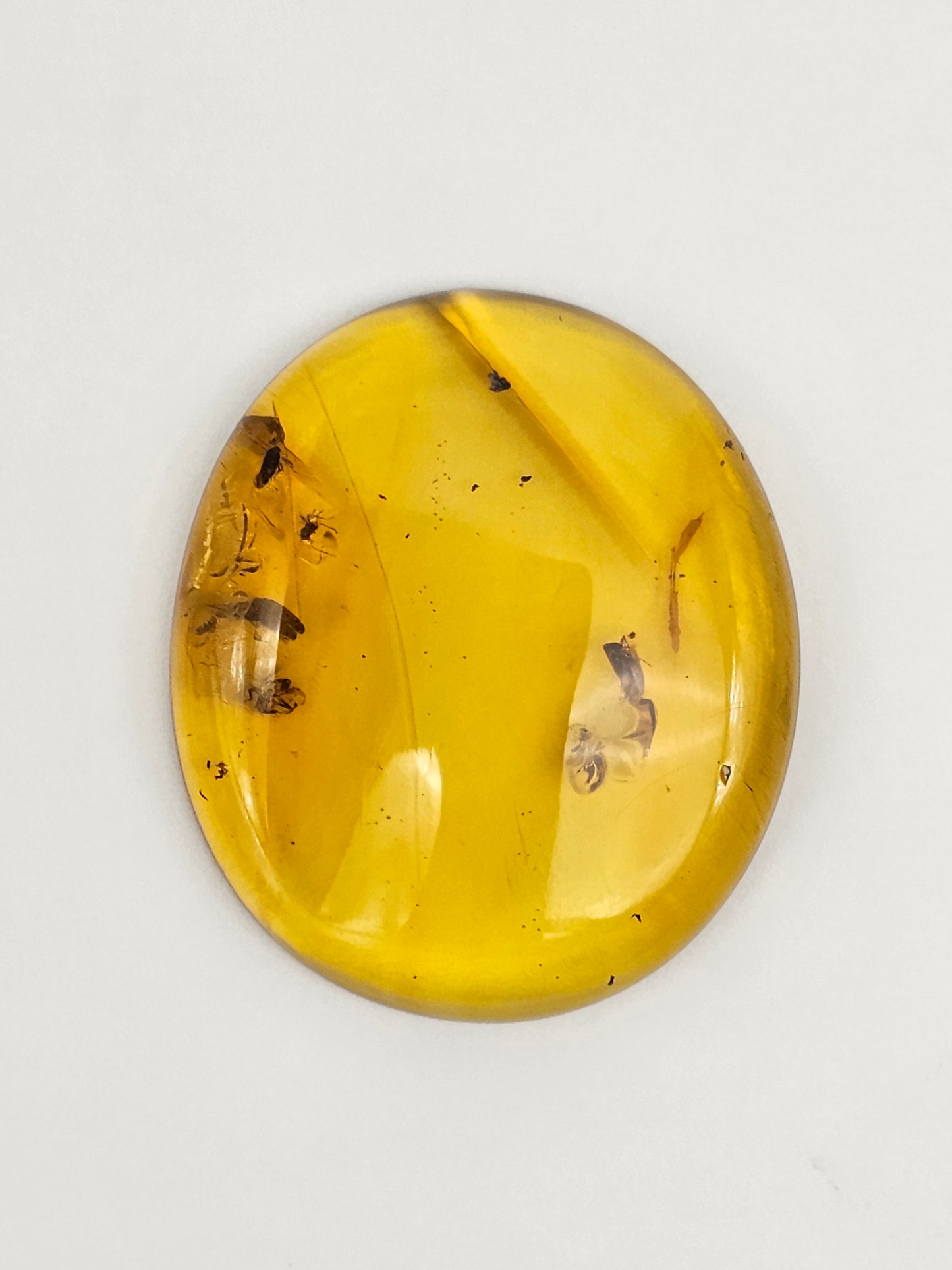 Amber Authentic Cabochon with Bug Inclusion