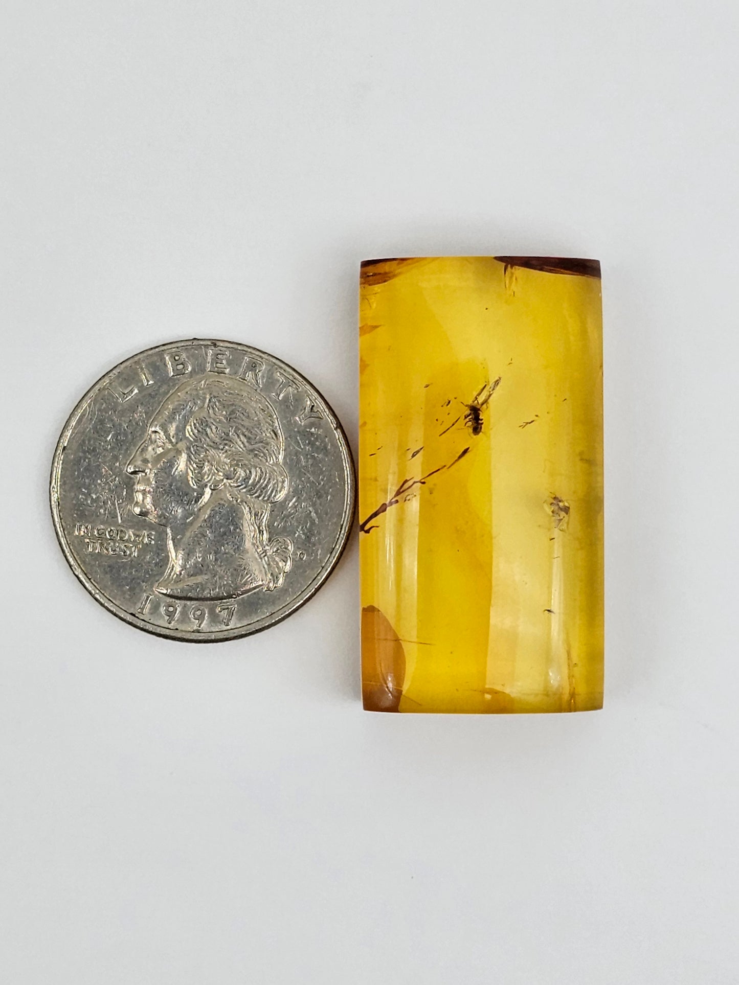 Amber Authentic Cabochon with Bug Inclusion