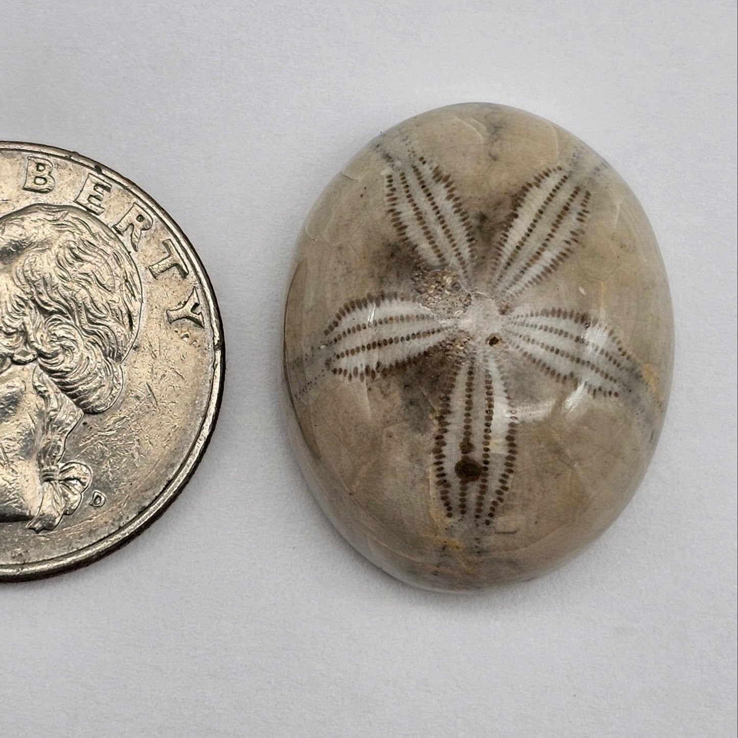 Sand Dollar fossil large