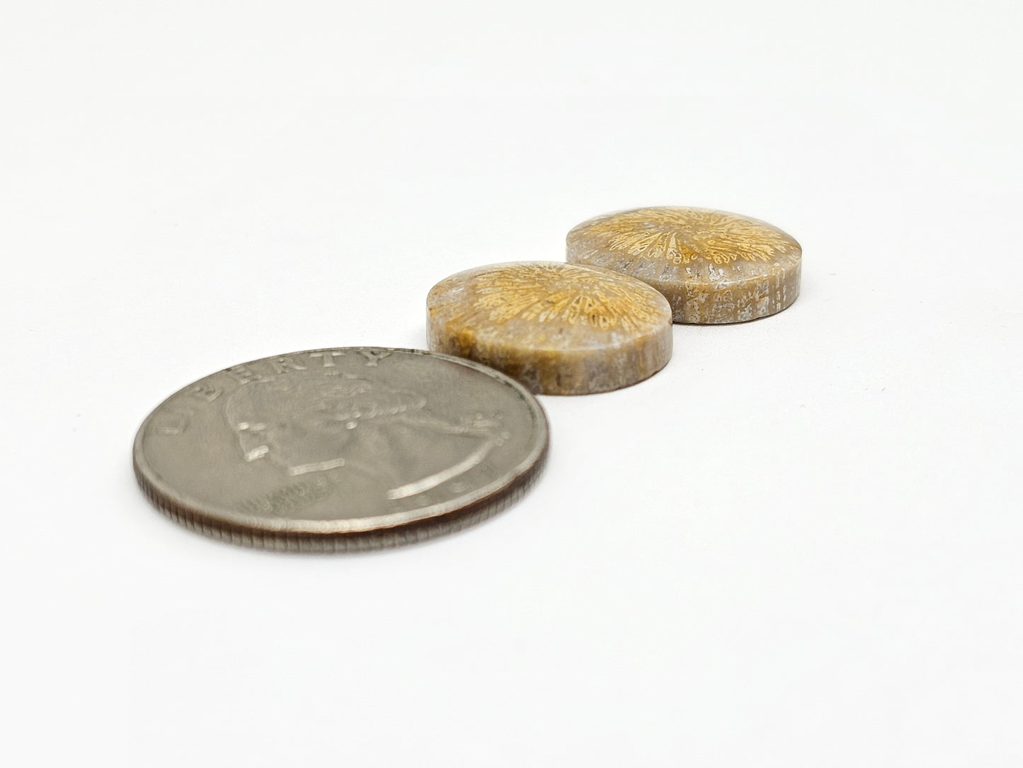 Fossilized Coral Agate Pair