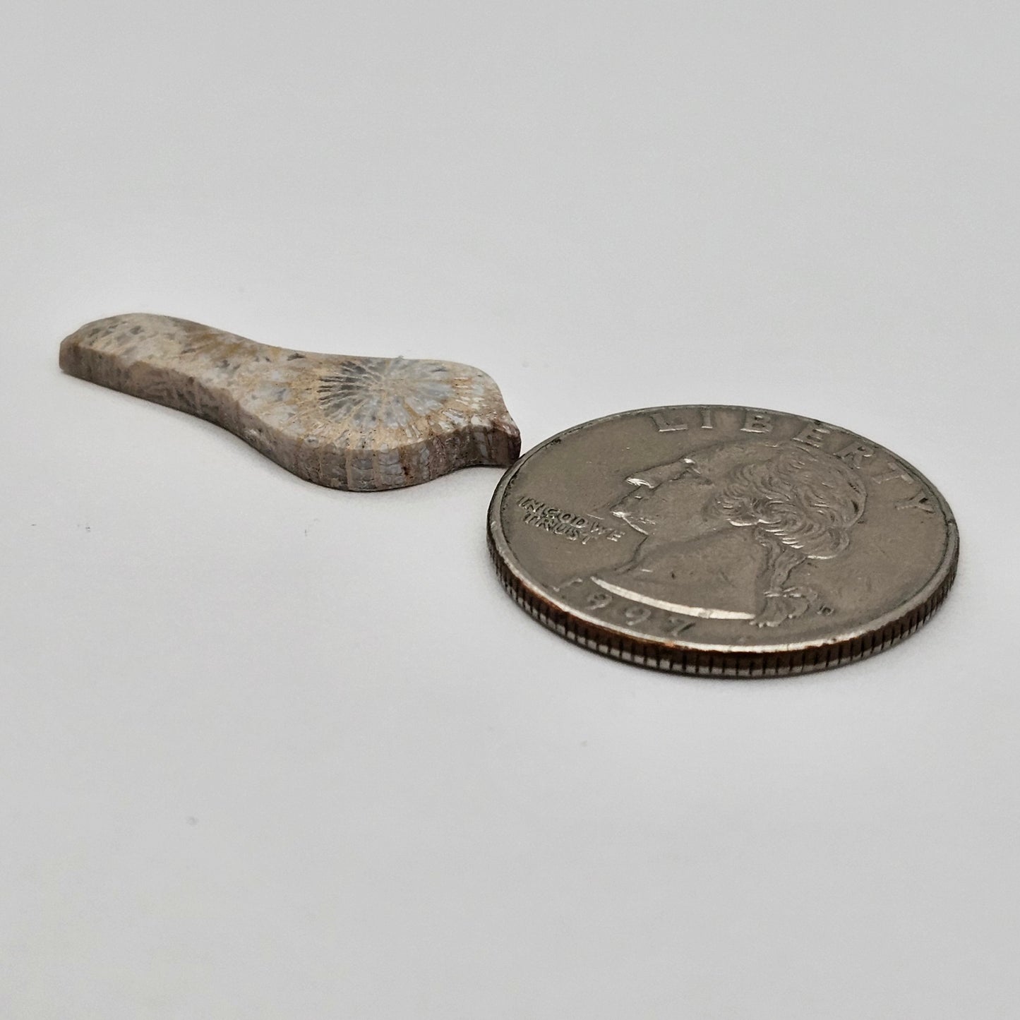 Fossilized Coral Bird Cabochon