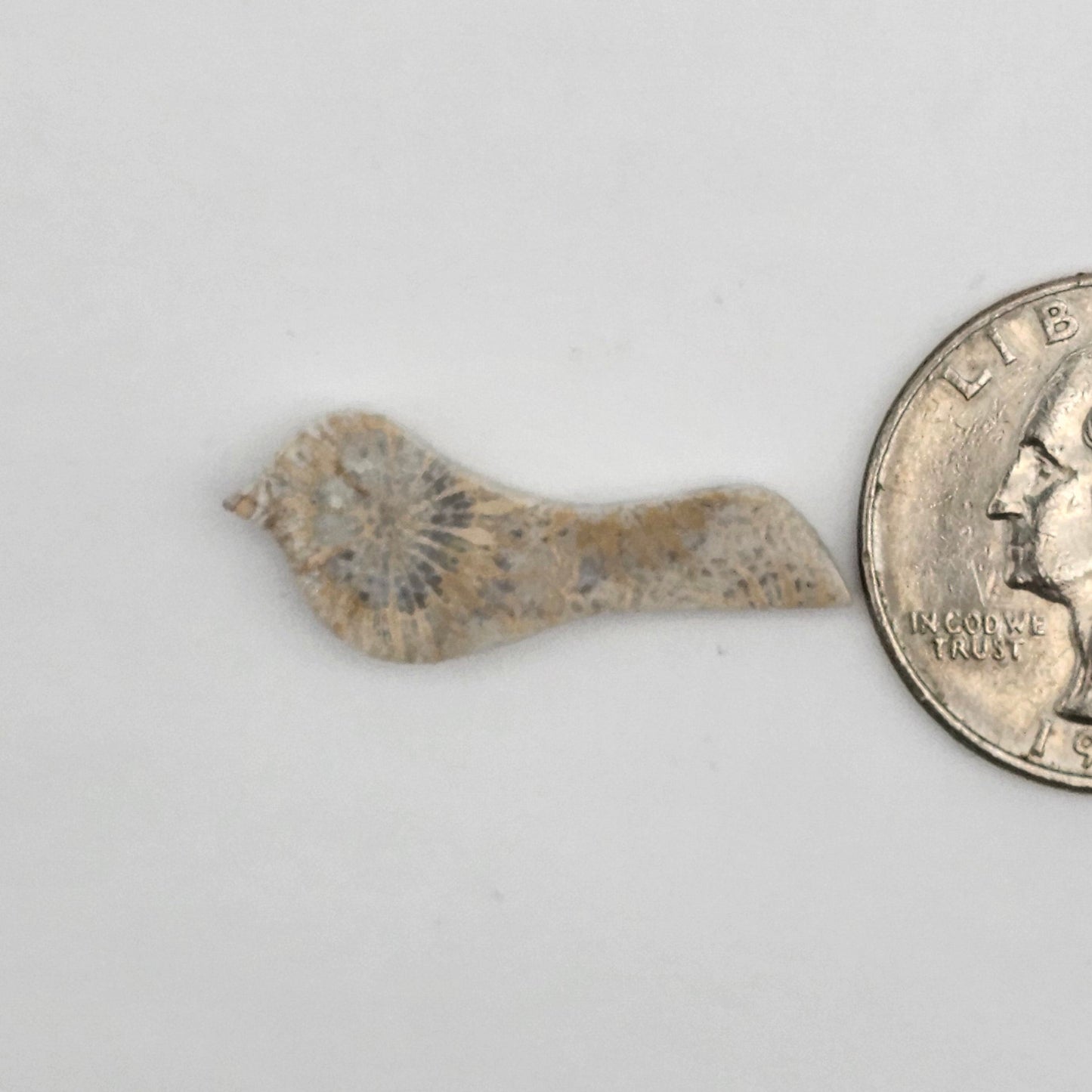 Fossilized Coral Bird Cabochon