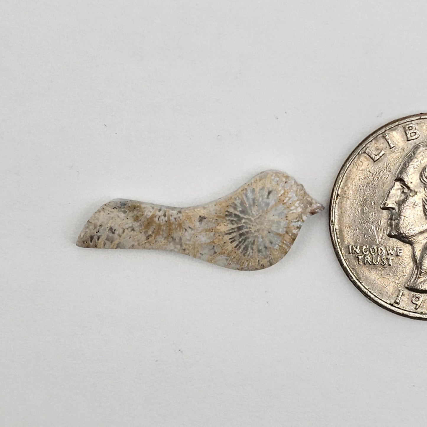 Fossilized Coral Bird Cabochon