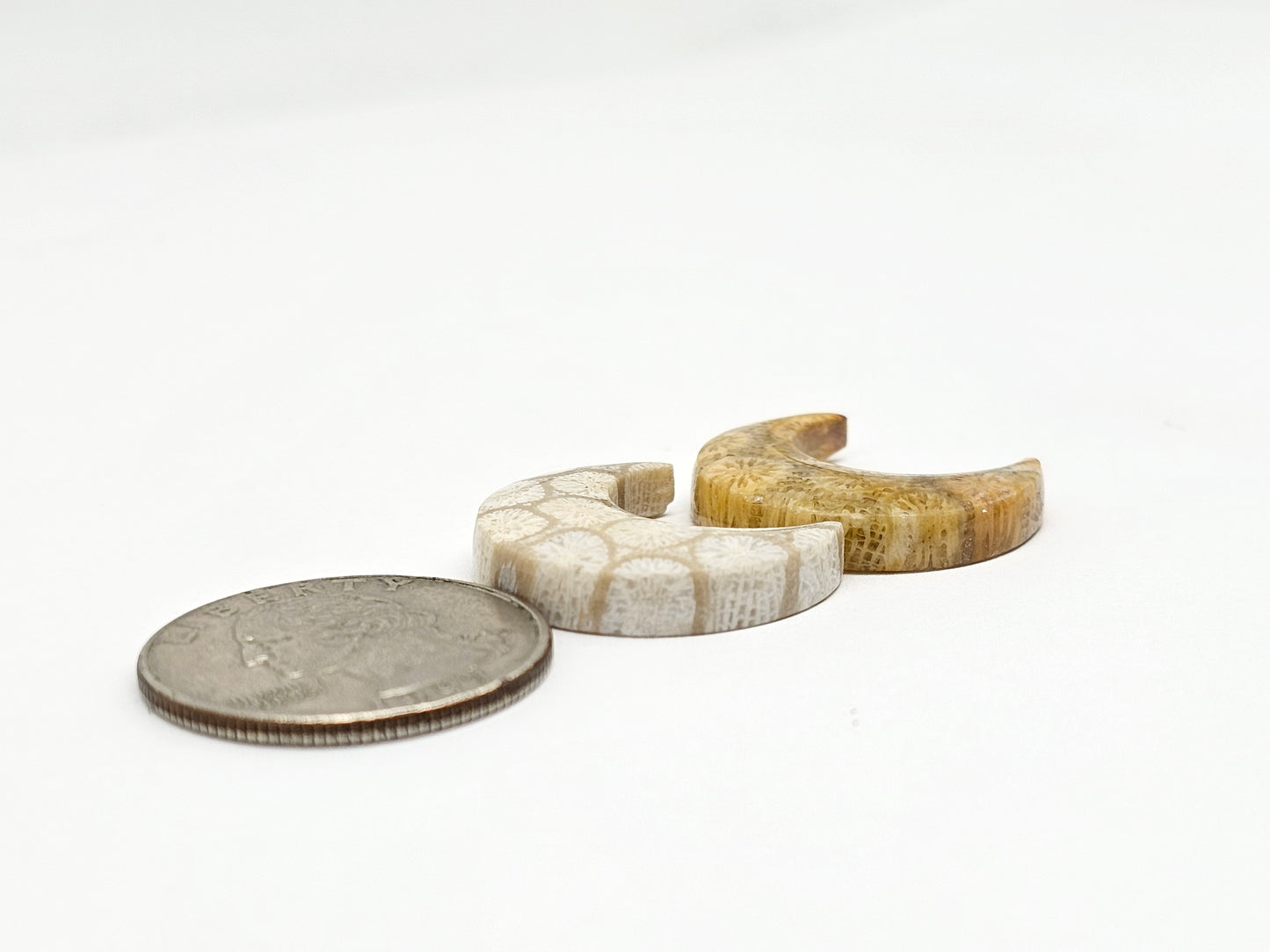 Fossilized Coral Moon Set