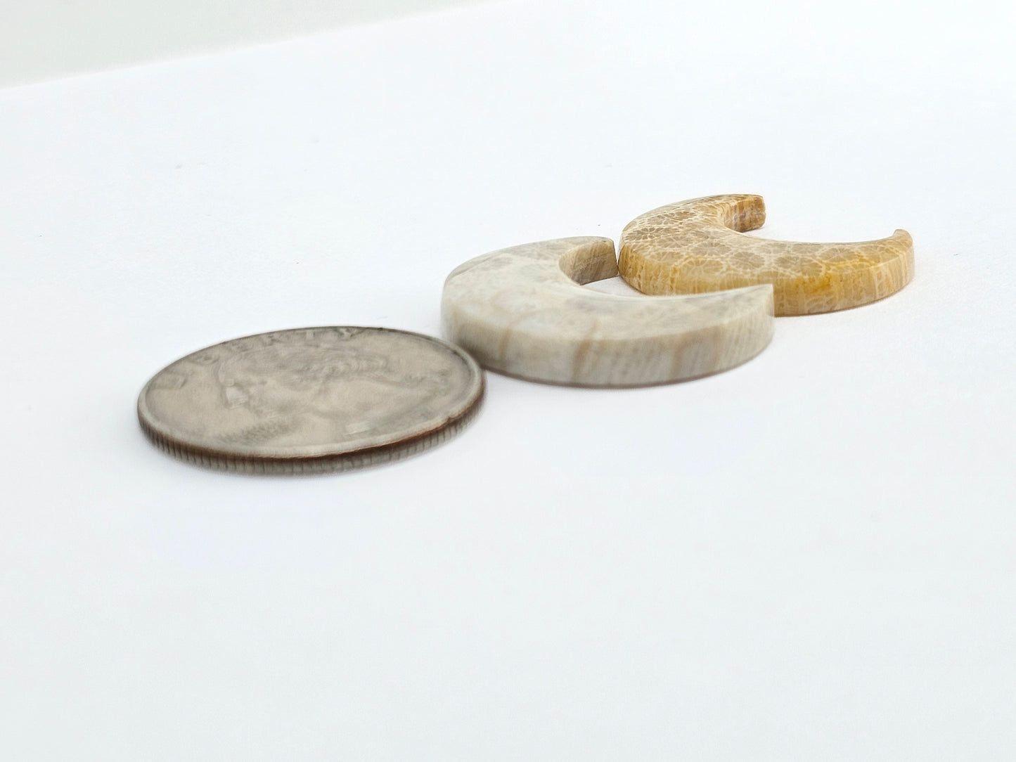 Fossilized Coral Moon Set