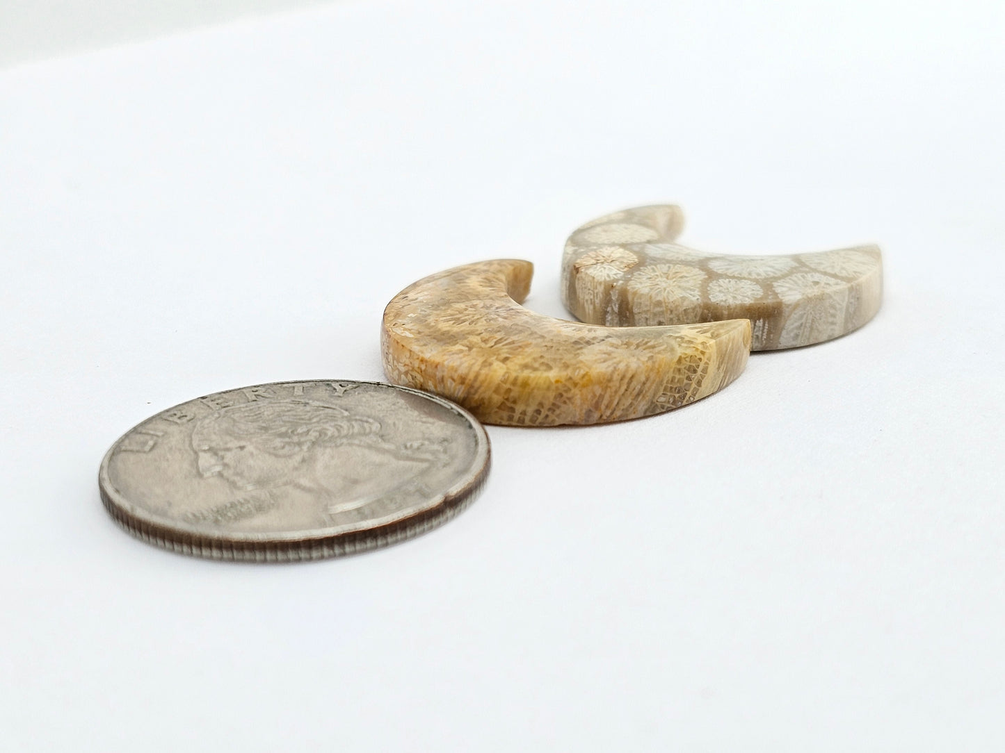 Fossilized Coral Moon Set
