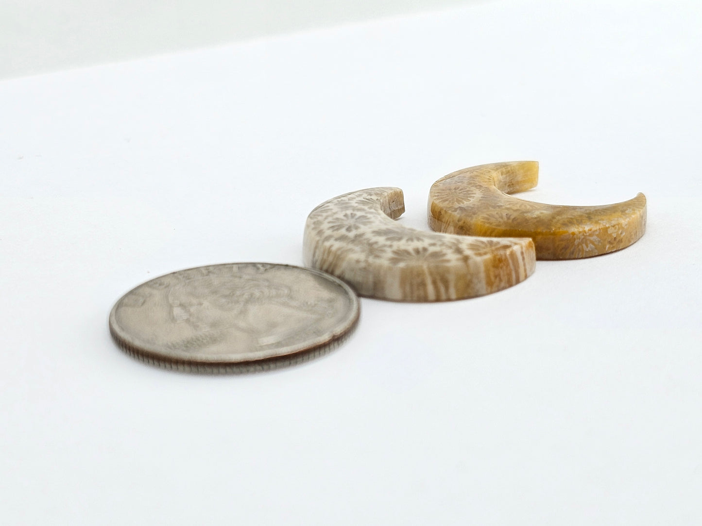 Fossilized Coral Moon Set