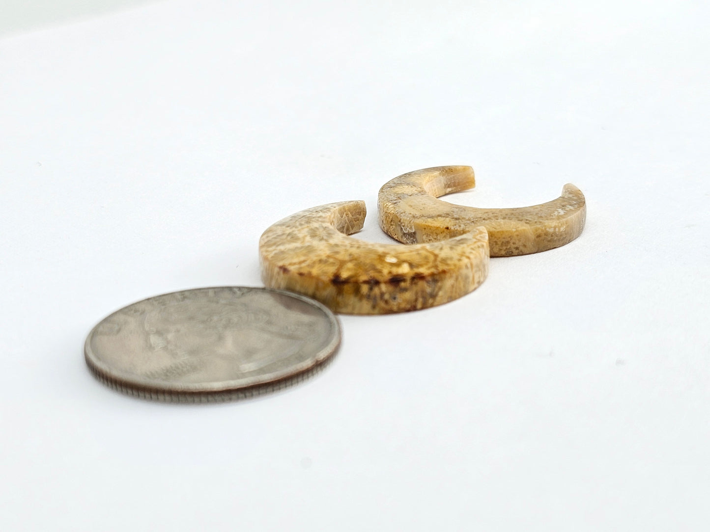 Fossilized Coral Moon Set