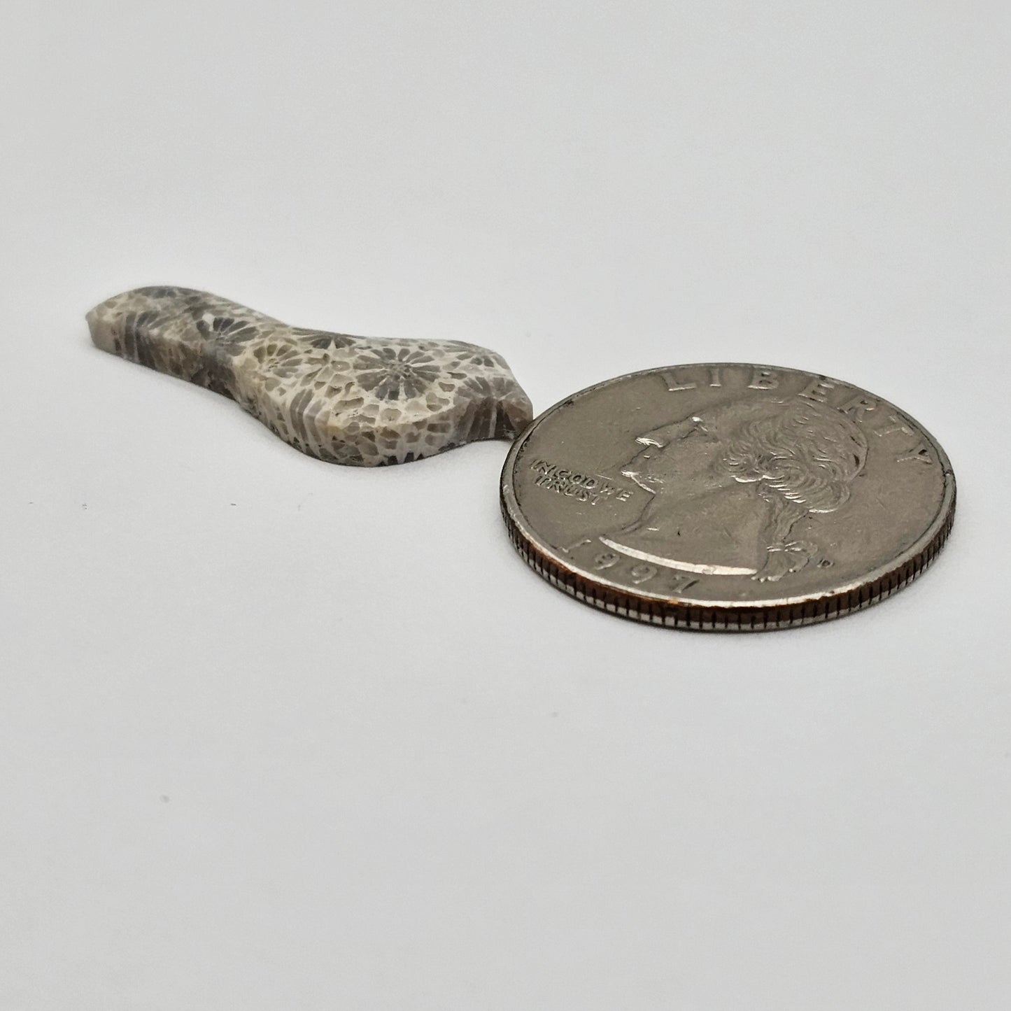 Fossilized Coral Bird Cabochon