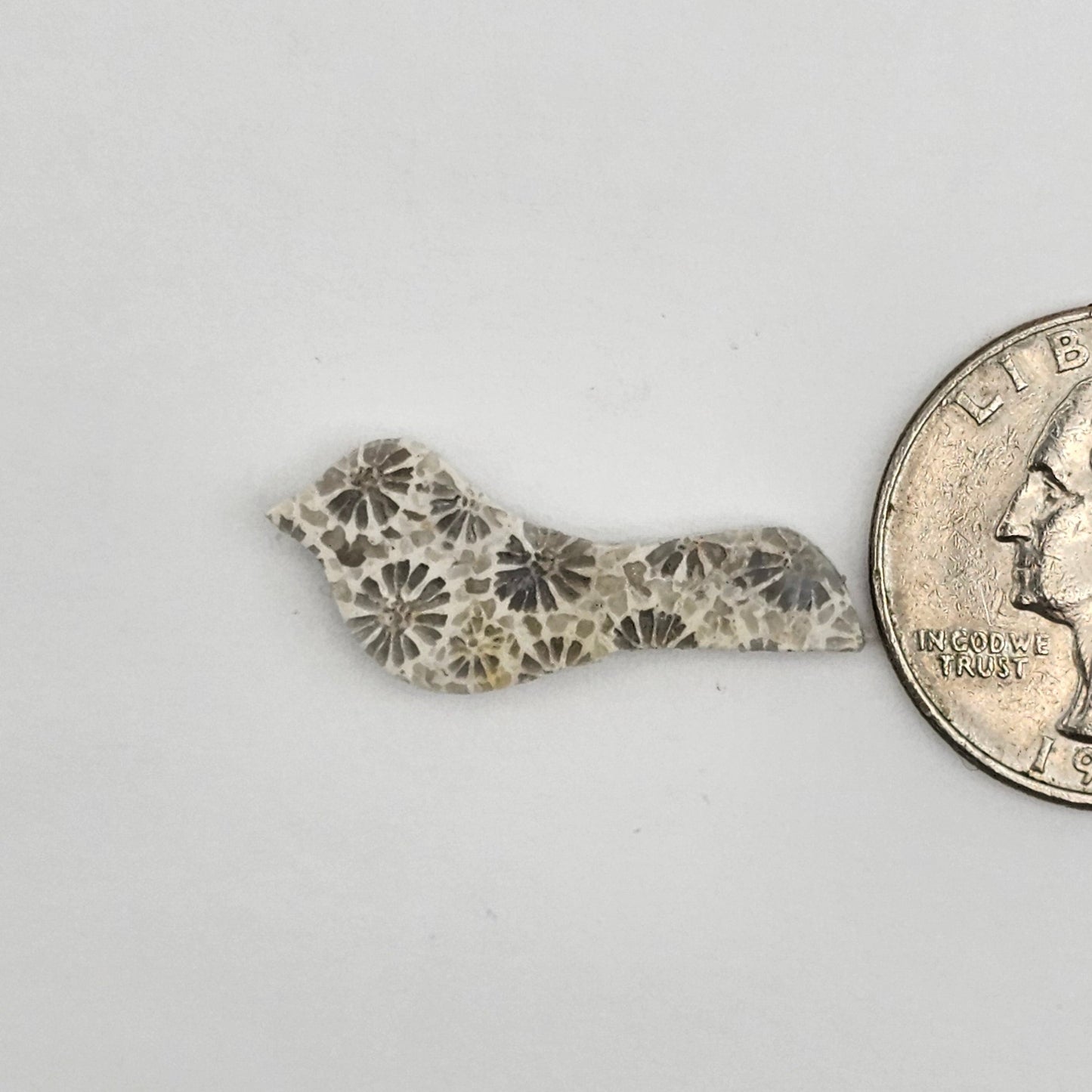 Fossilized Coral Bird Cabochon