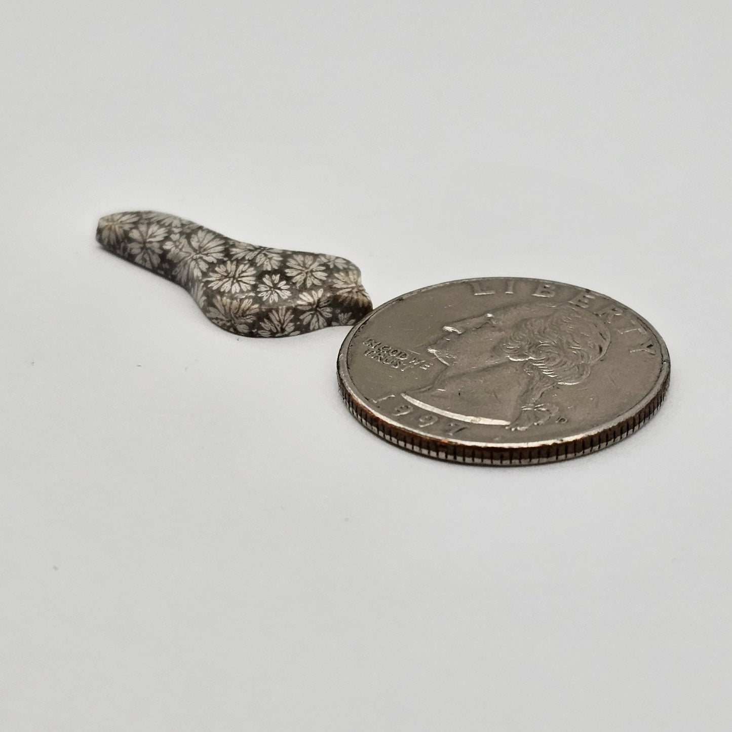 Fossilized Coral Bird Cabochon