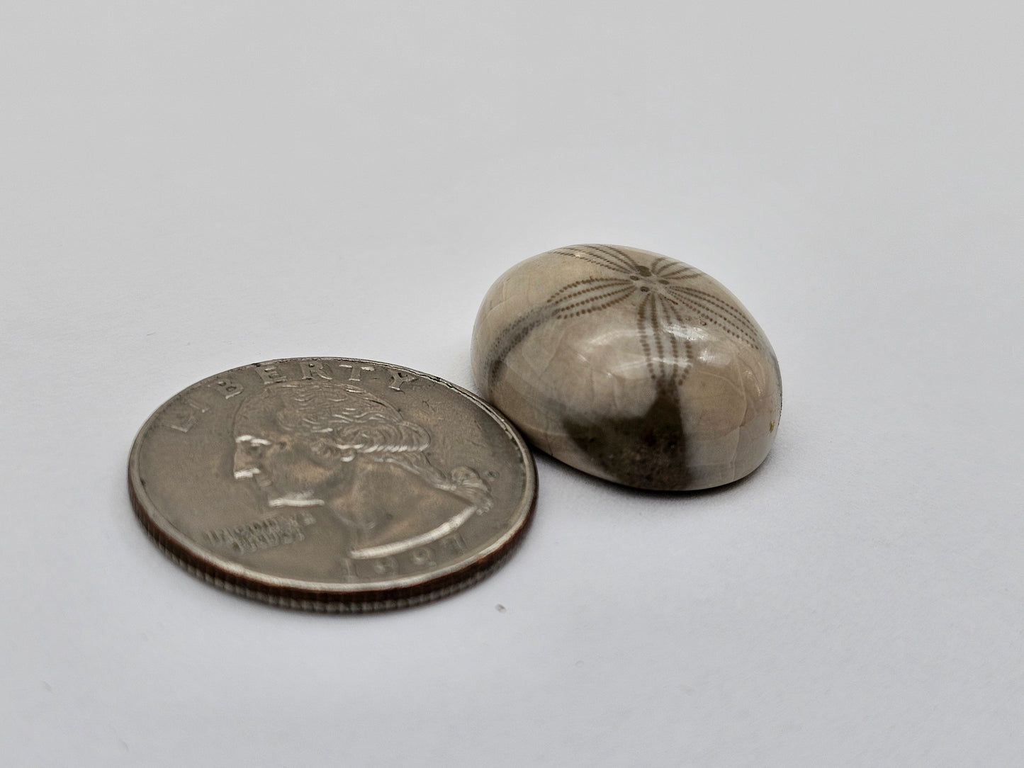 Sand dollar fossil medium