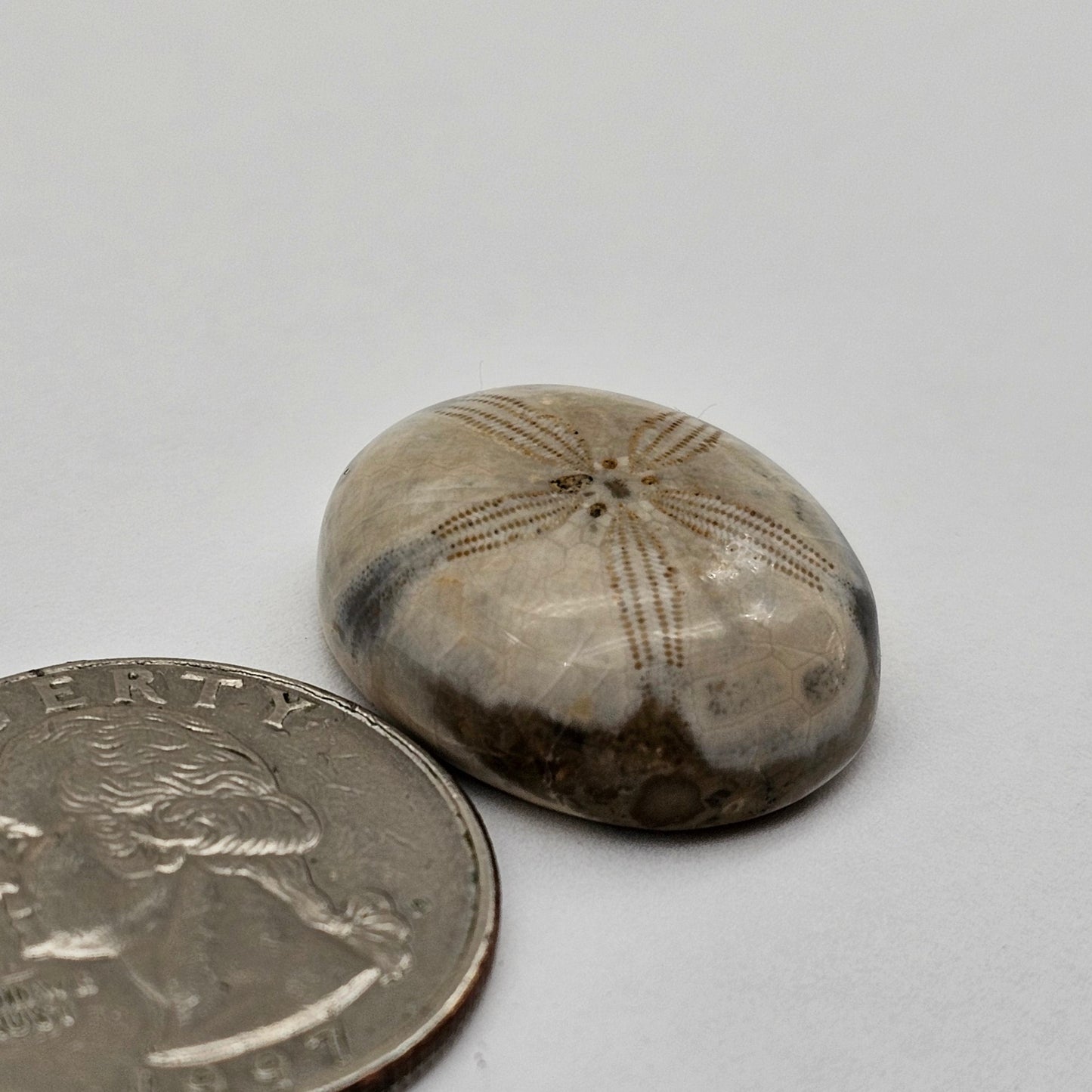 Sand dollar fossil medium