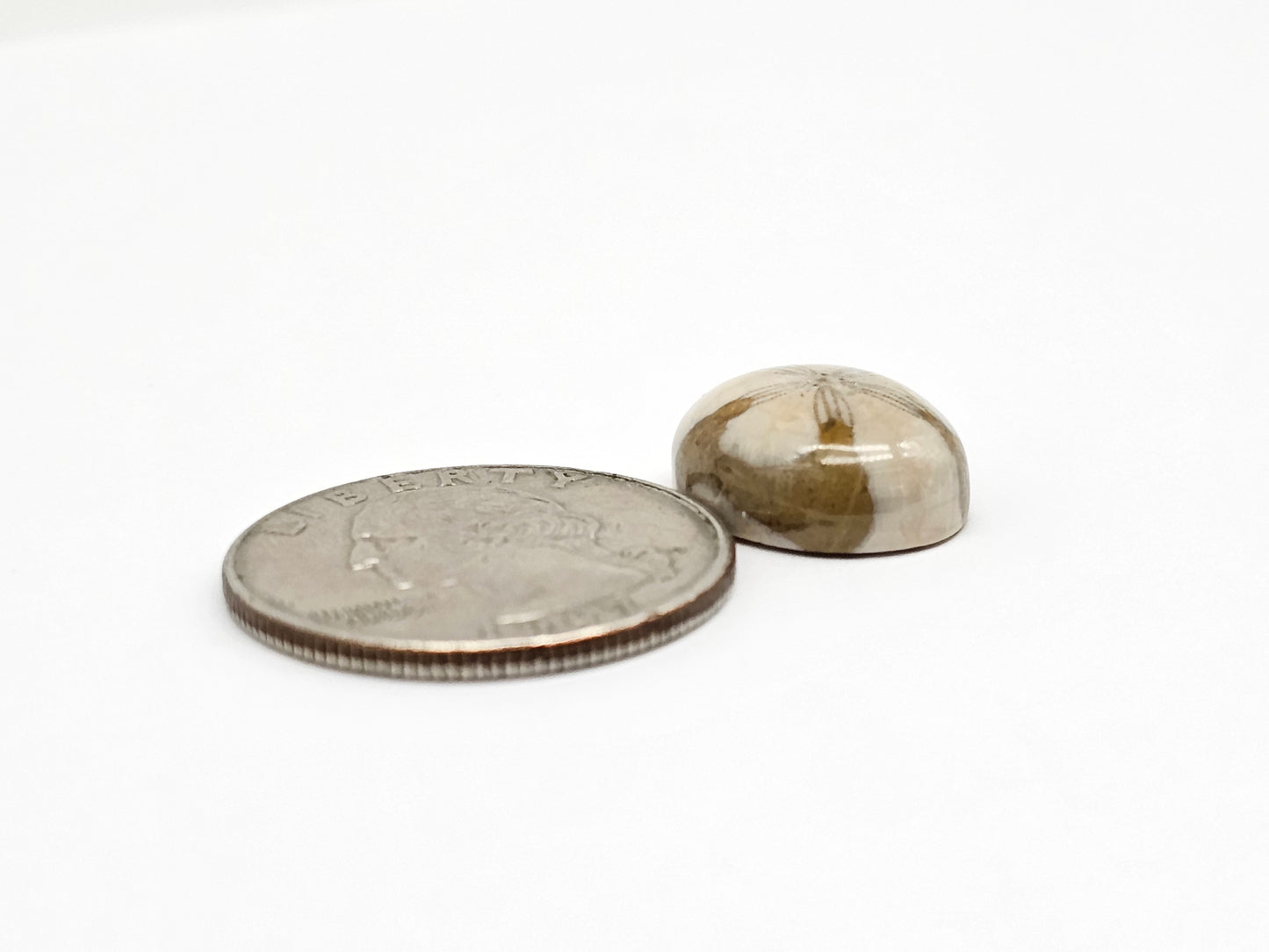 Sea Urchin (Sand Dollar) Fossil Cabochon – Rare Mexican Echinoid, Hand Polished