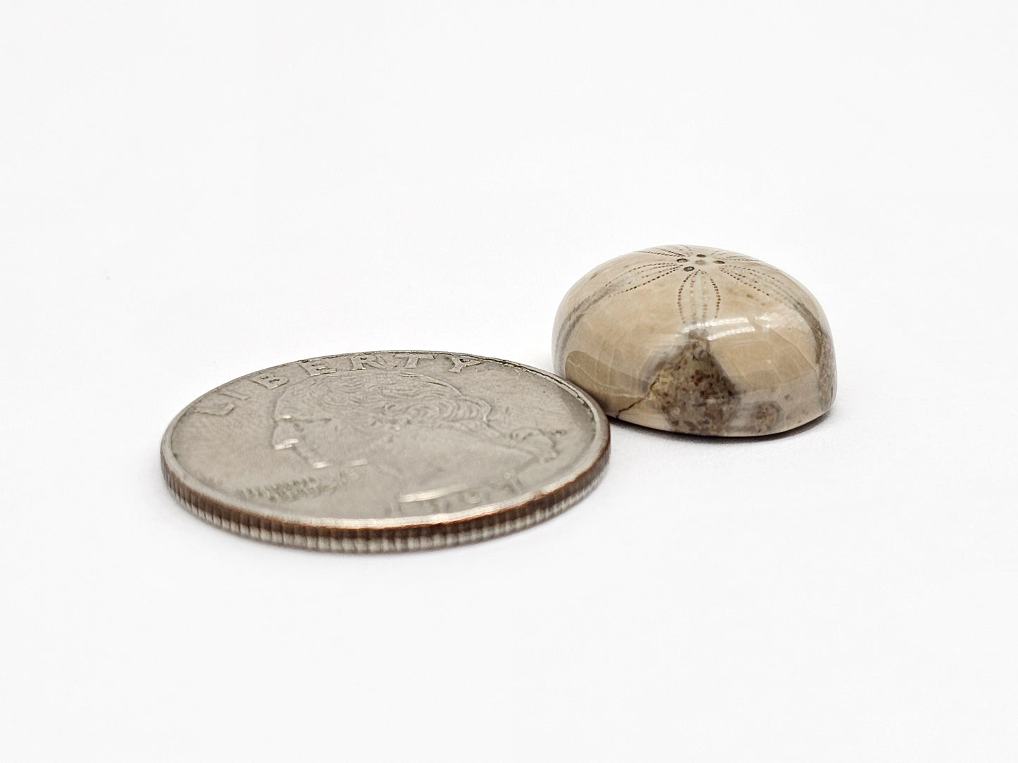 Sea Urchin (Sand Dollar) Fossil Cabochon – Rare Mexican Echinoid, Hand Polished