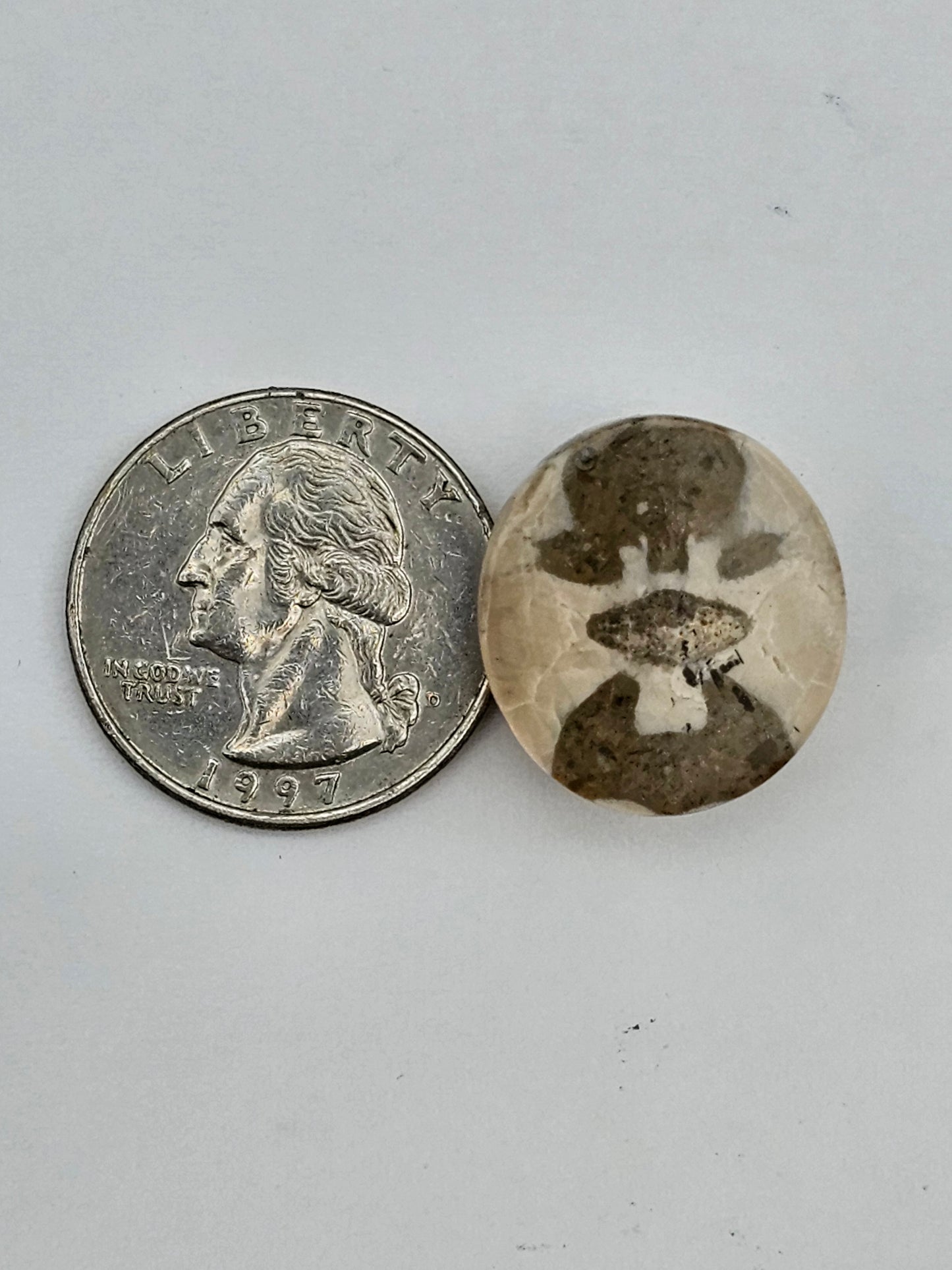 Sand dollar fossil medium