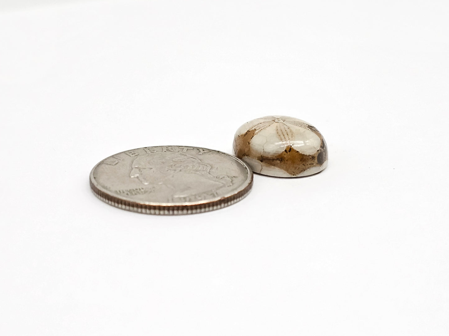 Sea Urchin (Sand Dollar) Fossil Cabochon – Rare Mexican Echinoid, Hand Polished