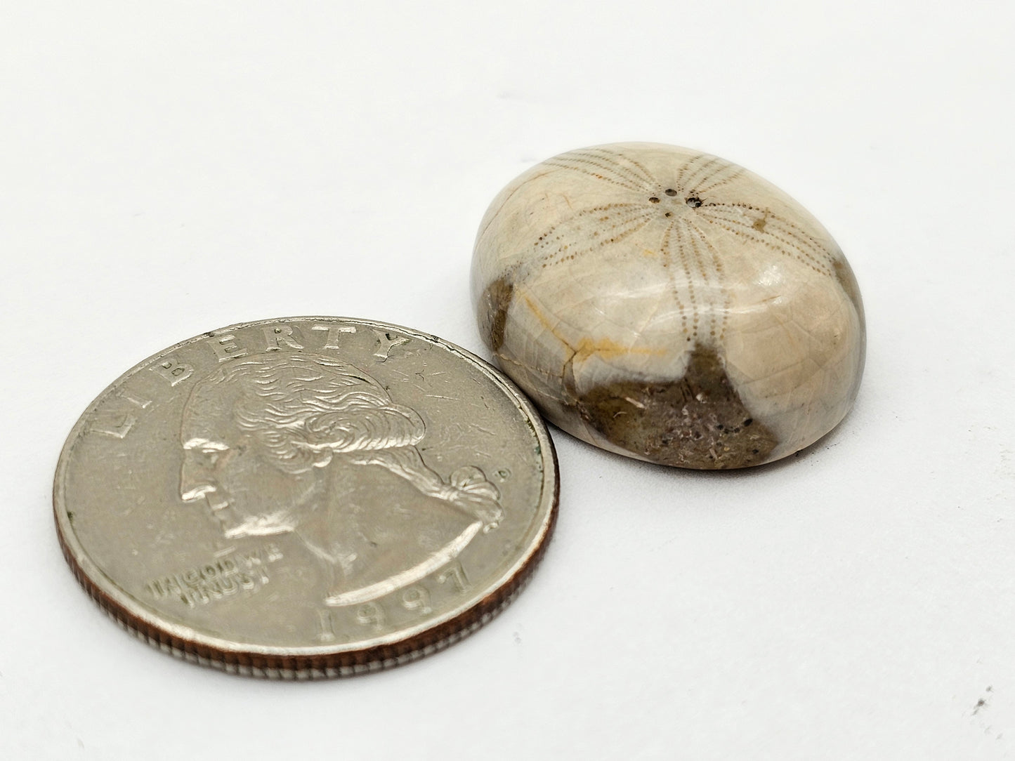 Sand dollar fossil medium