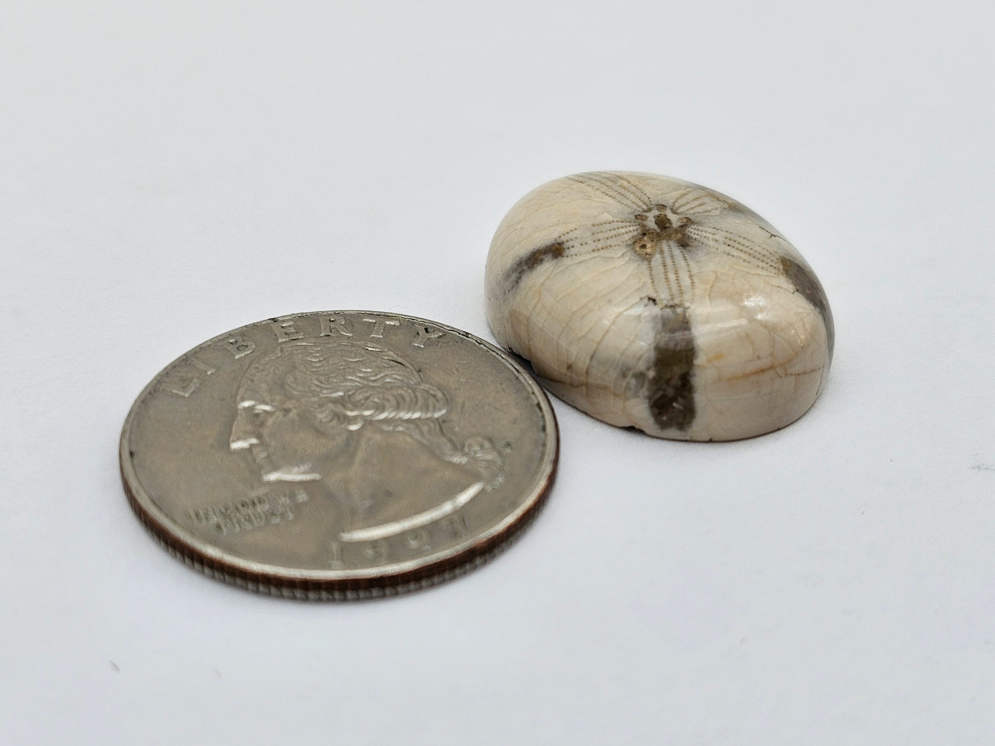 Sand dollar fossil medium