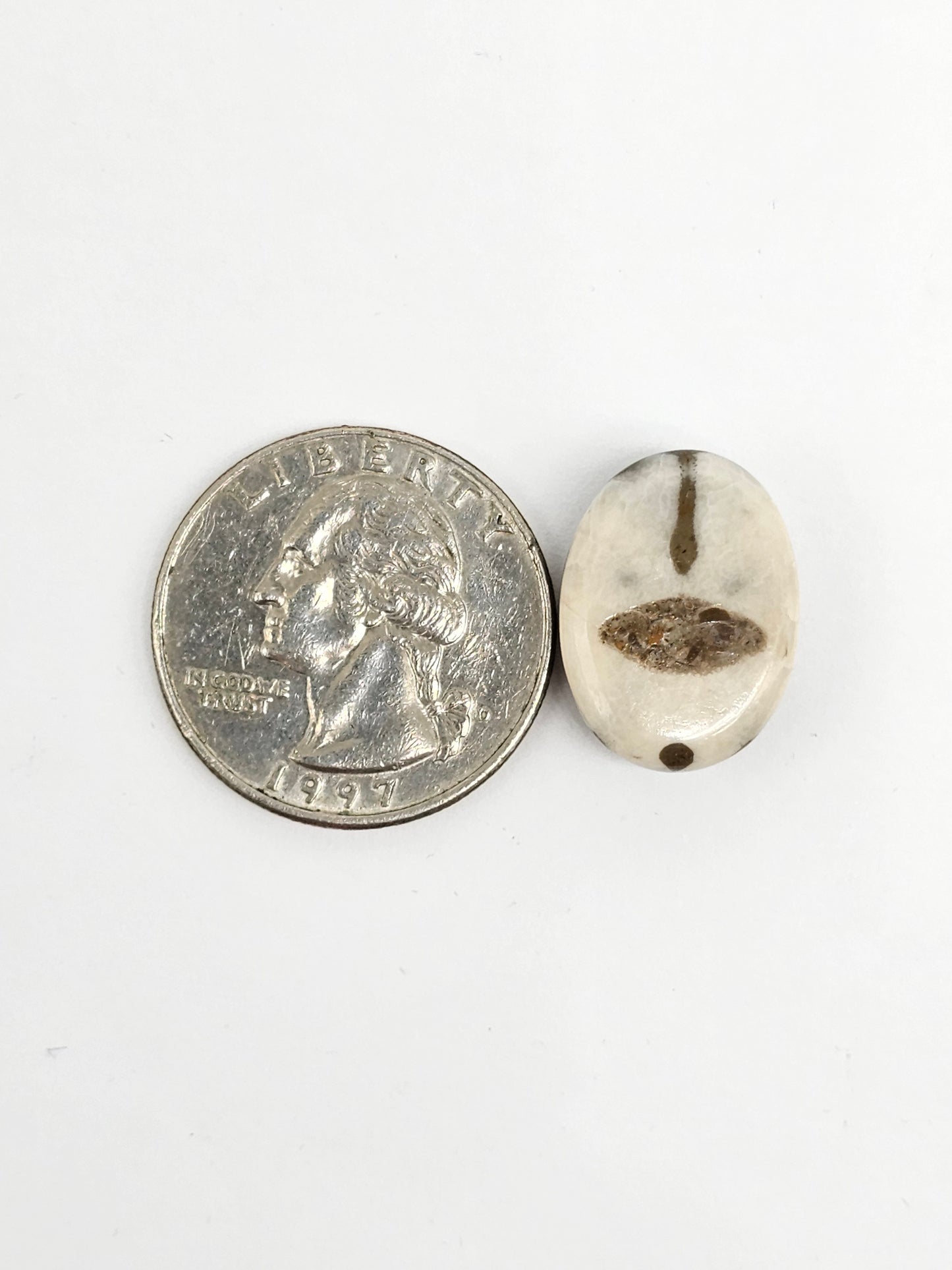 Sea Urchin (Sand Dollar) Fossil Cabochon – Mexican Echinoid