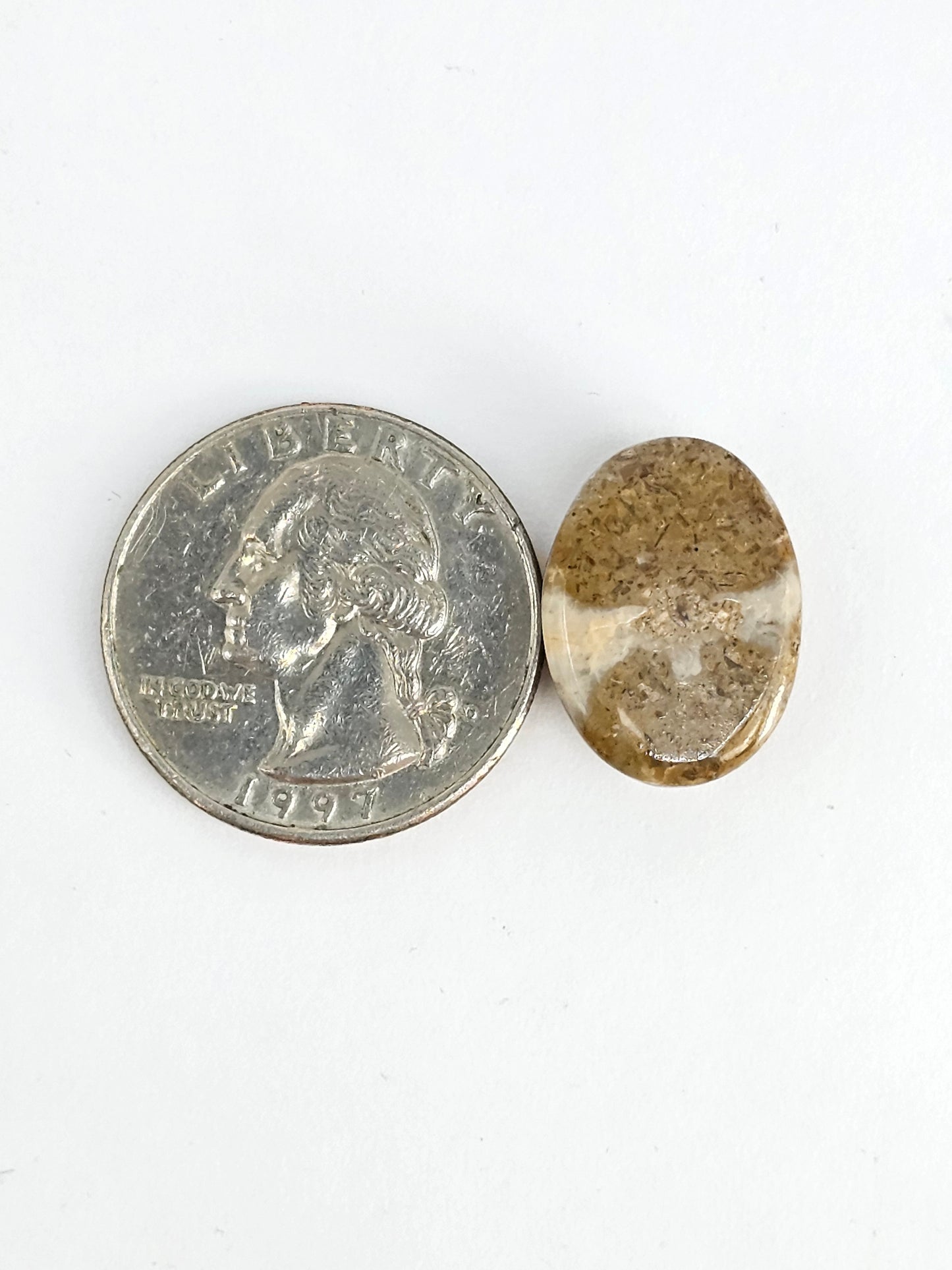 Sea Urchin (Sand Dollar) Fossil Cabochon – Mexican Echinoid