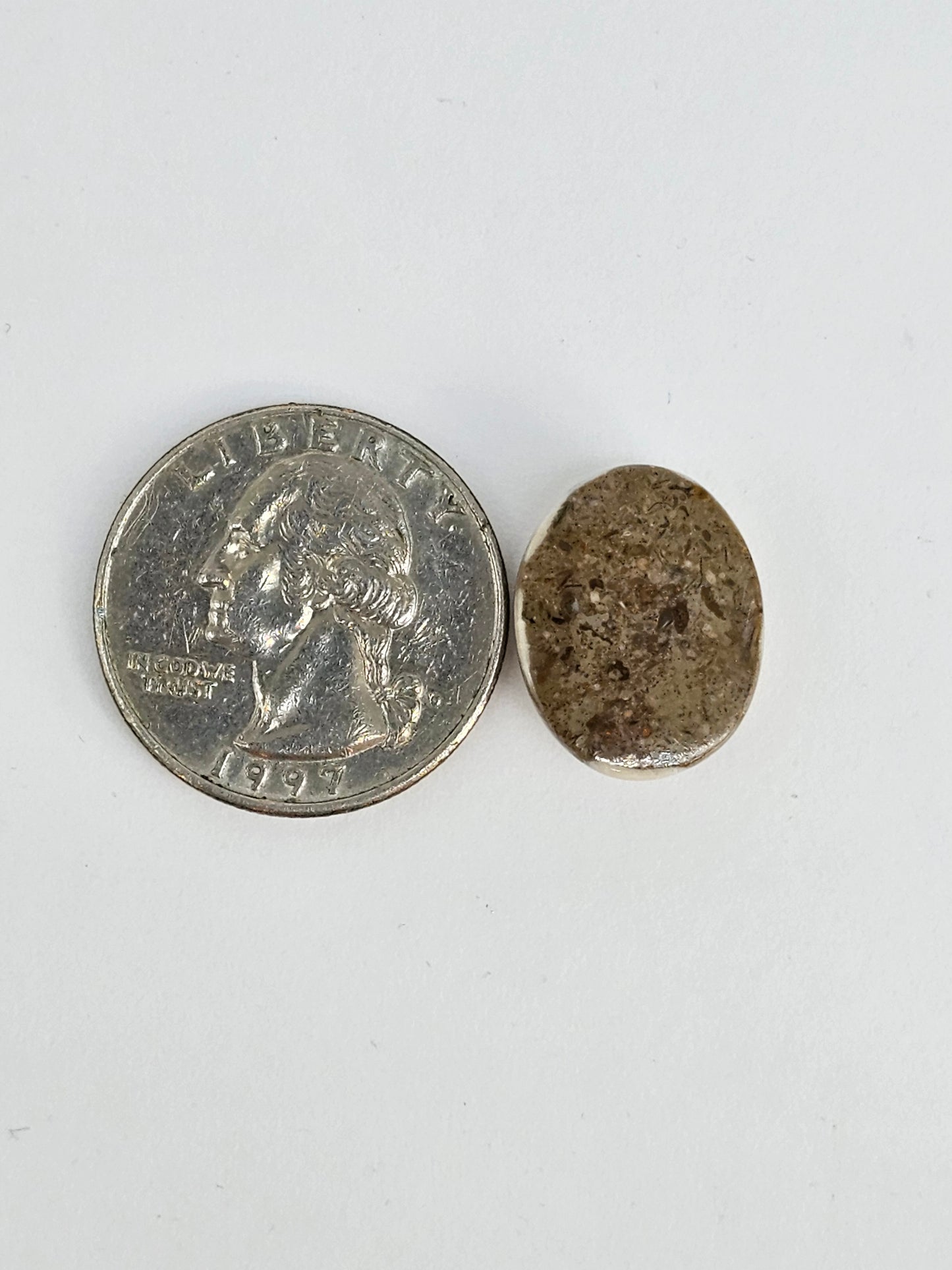 Sea Urchin (Sand Dollar) Fossil Cabochon – Mexican Echinoid