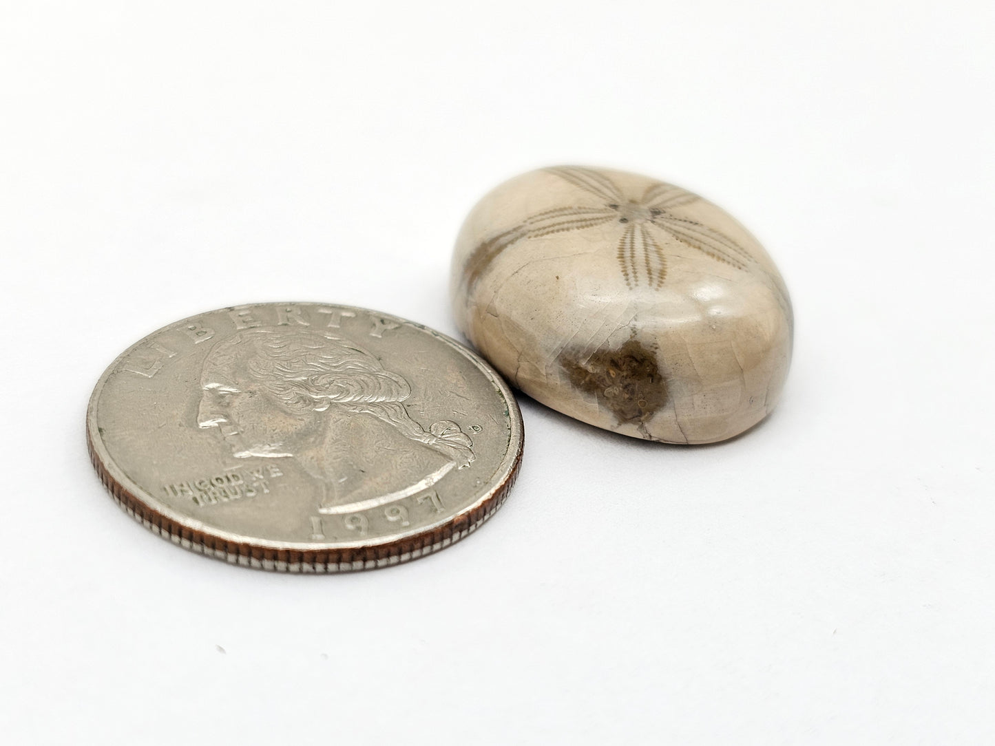 Sand dollar fossil medium