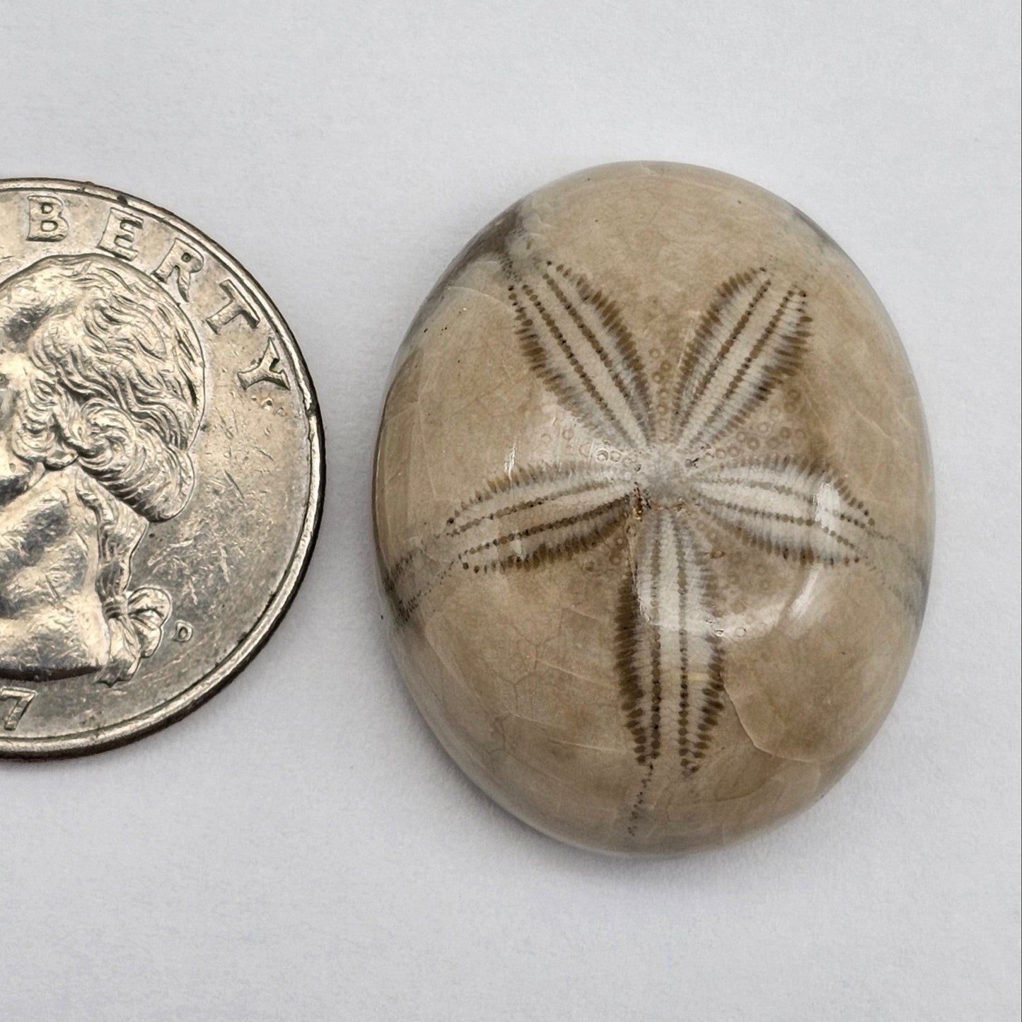 Sand Dollar fossil large