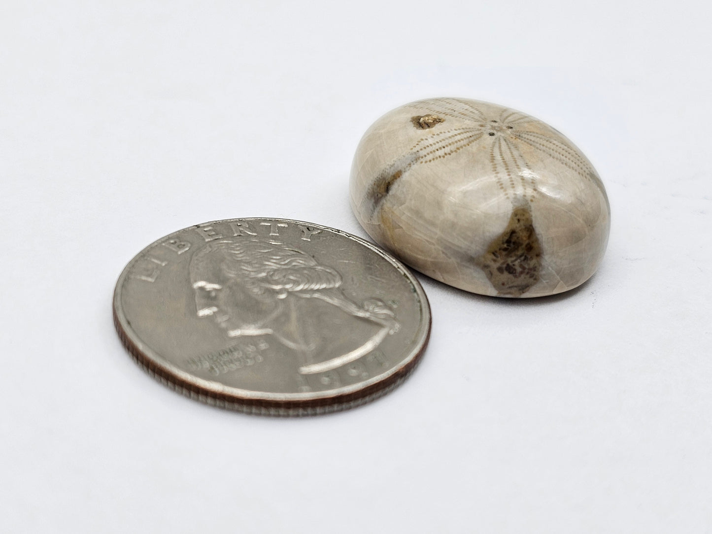 Sand dollar fossil medium