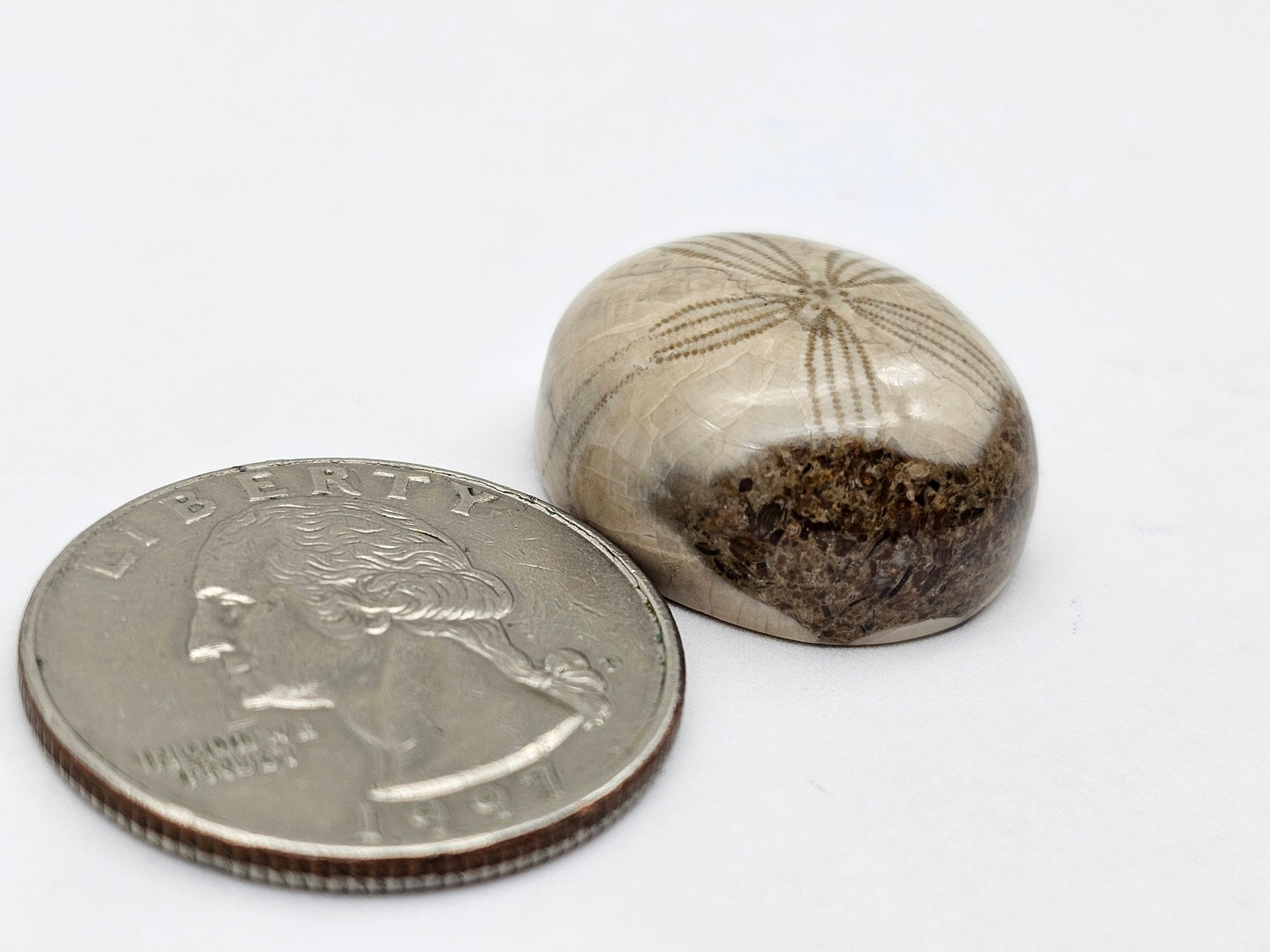 Sand dollar fossil medium