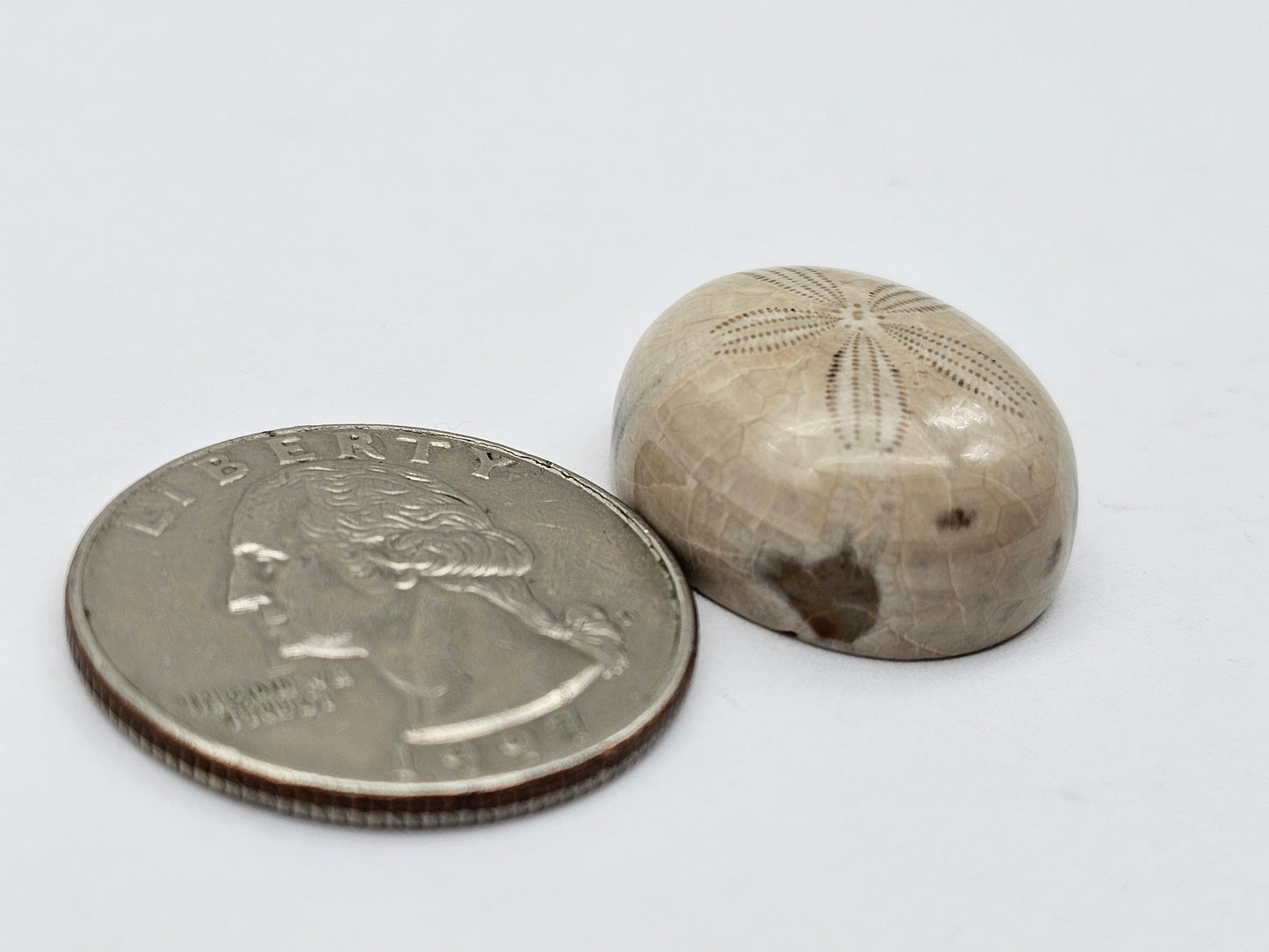 Sand dollar fossil medium